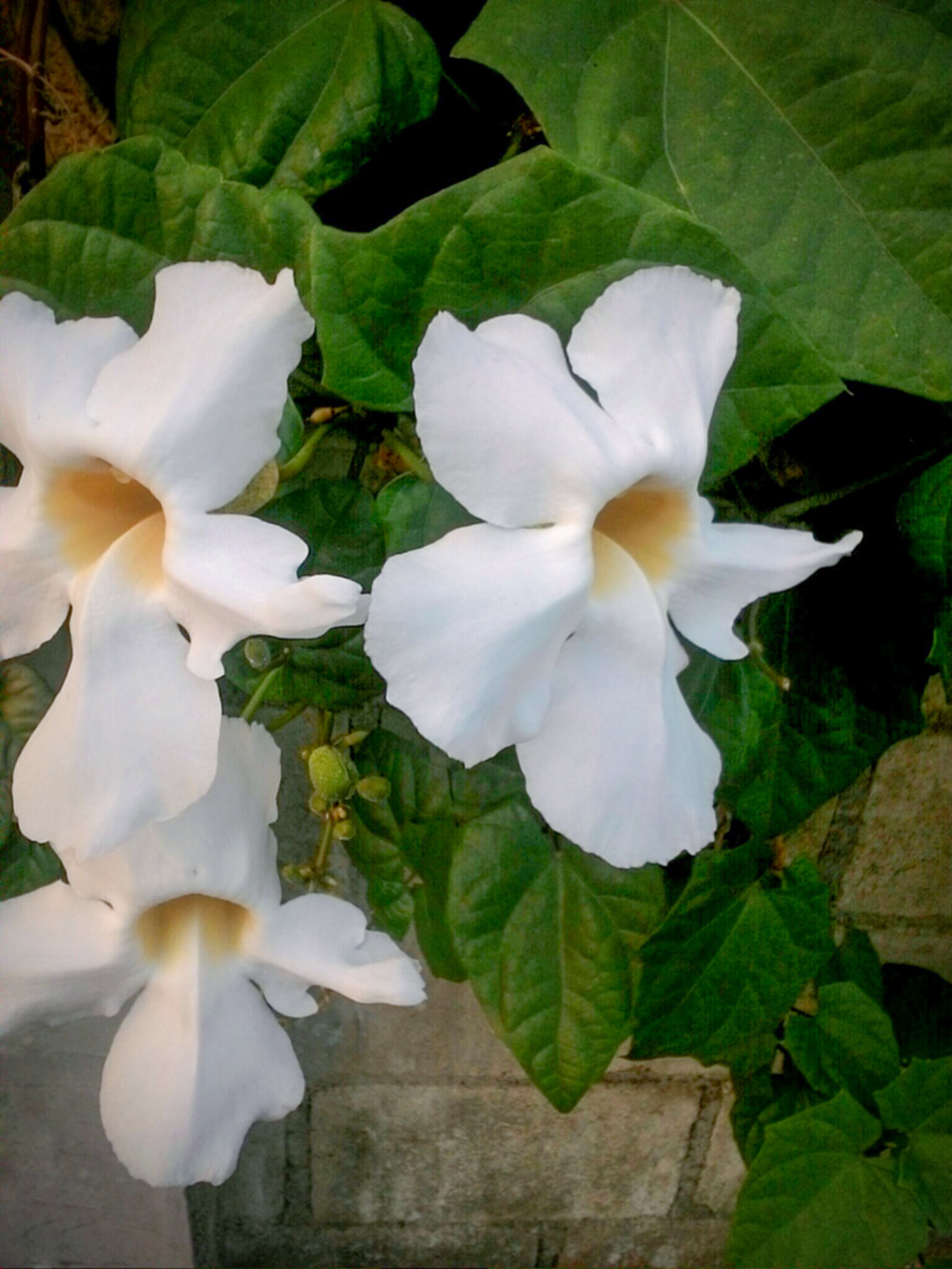 ASUS Z007 sample photo. Beauty, bloom, blossom, botanical photography