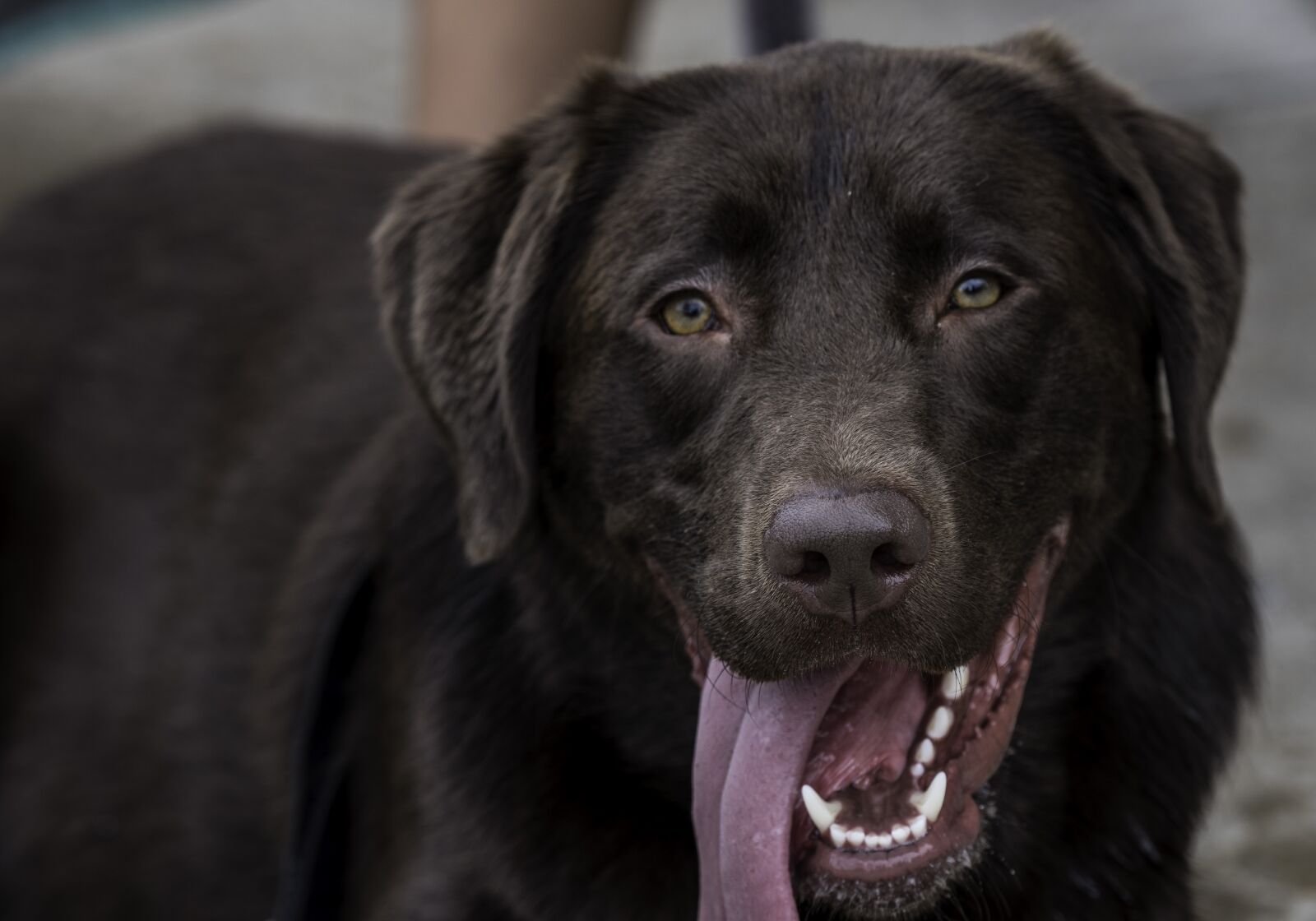 Nikon D750 sample photo. Happy, chocolate lab, labrador photography