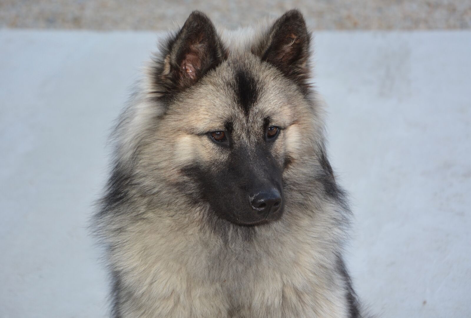 Nikon D5200 sample photo. Dog, bitch, dog eurasier photography