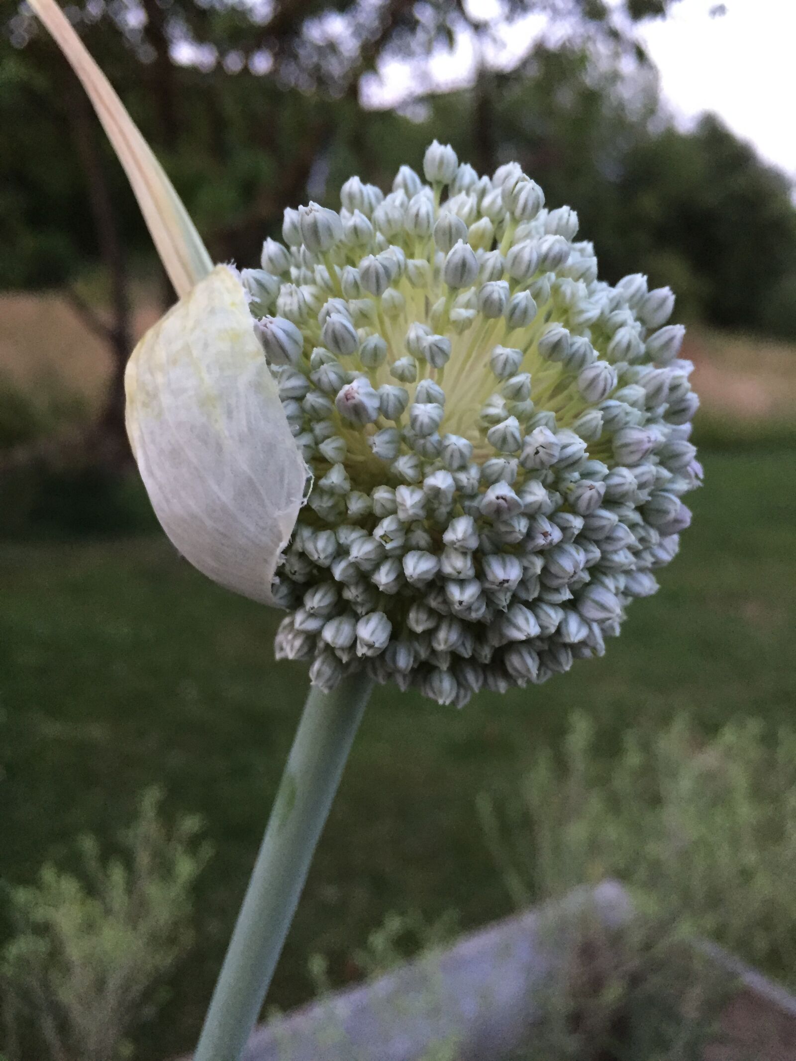 Apple iPhone 6 sample photo. Scape, leek, vegetable photography