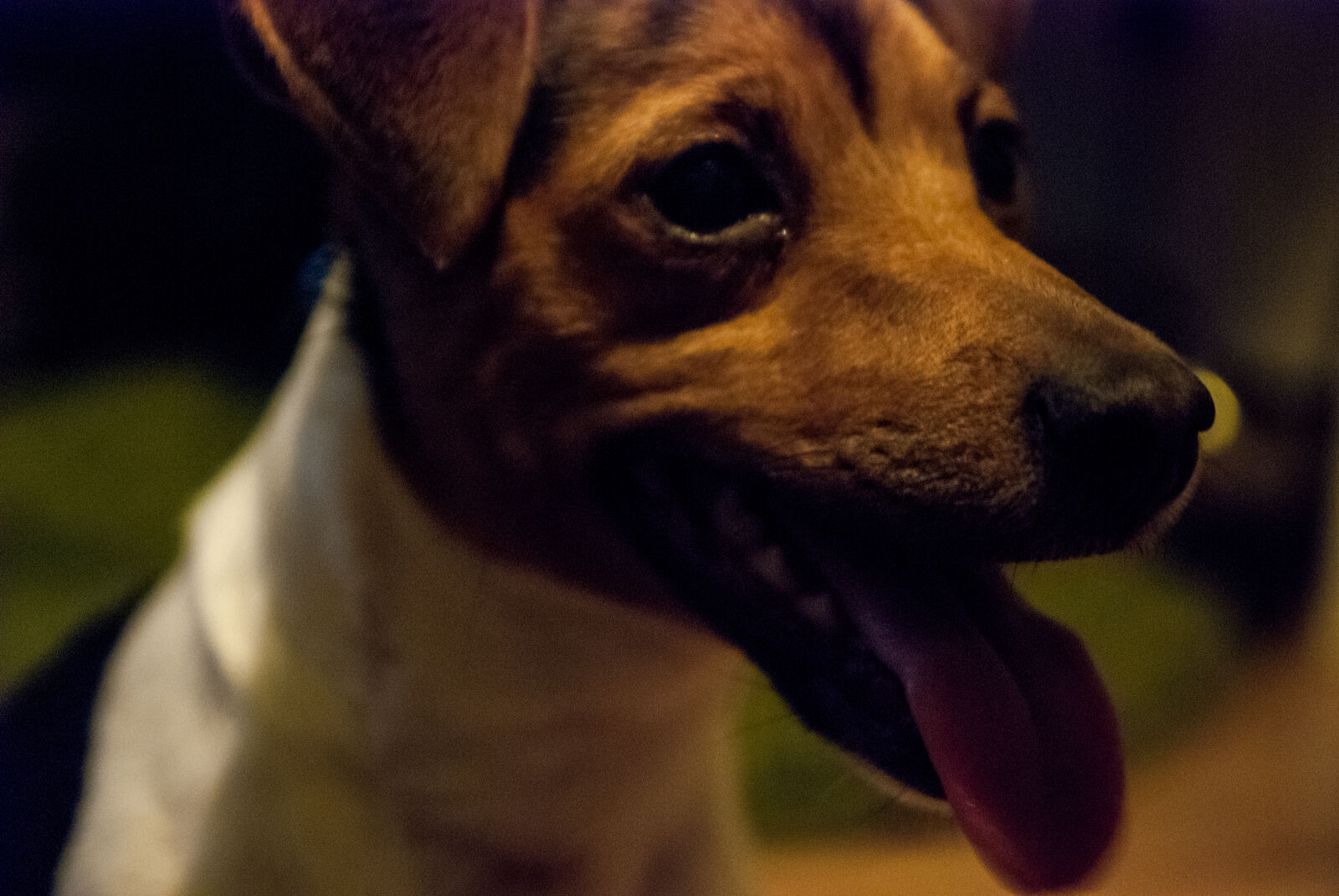 Nikon D80 sample photo. Animal, portrait, close, dog photography