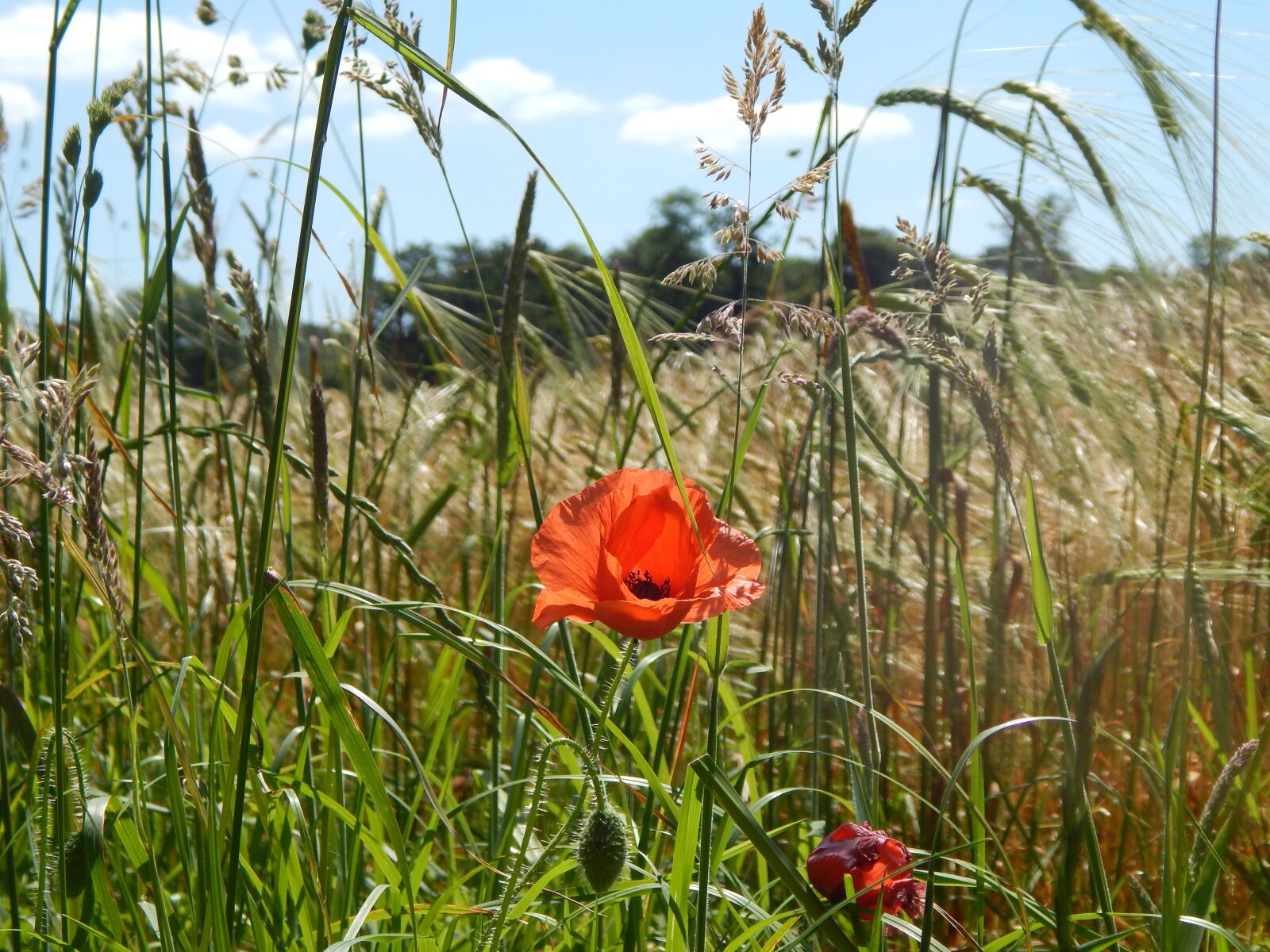 Nikon Coolpix L820 sample photo. Poppies, uk, summer photography