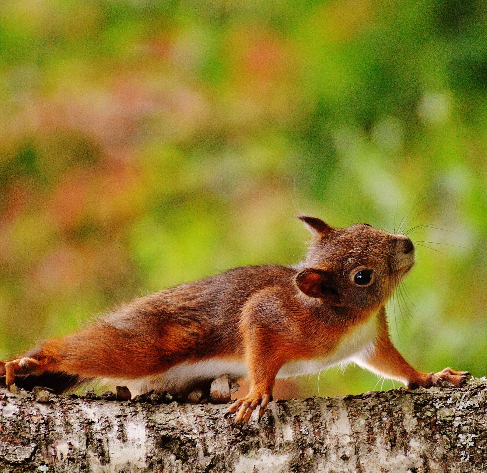 Nikon D3200 sample photo. Squirrel, nager, cute photography