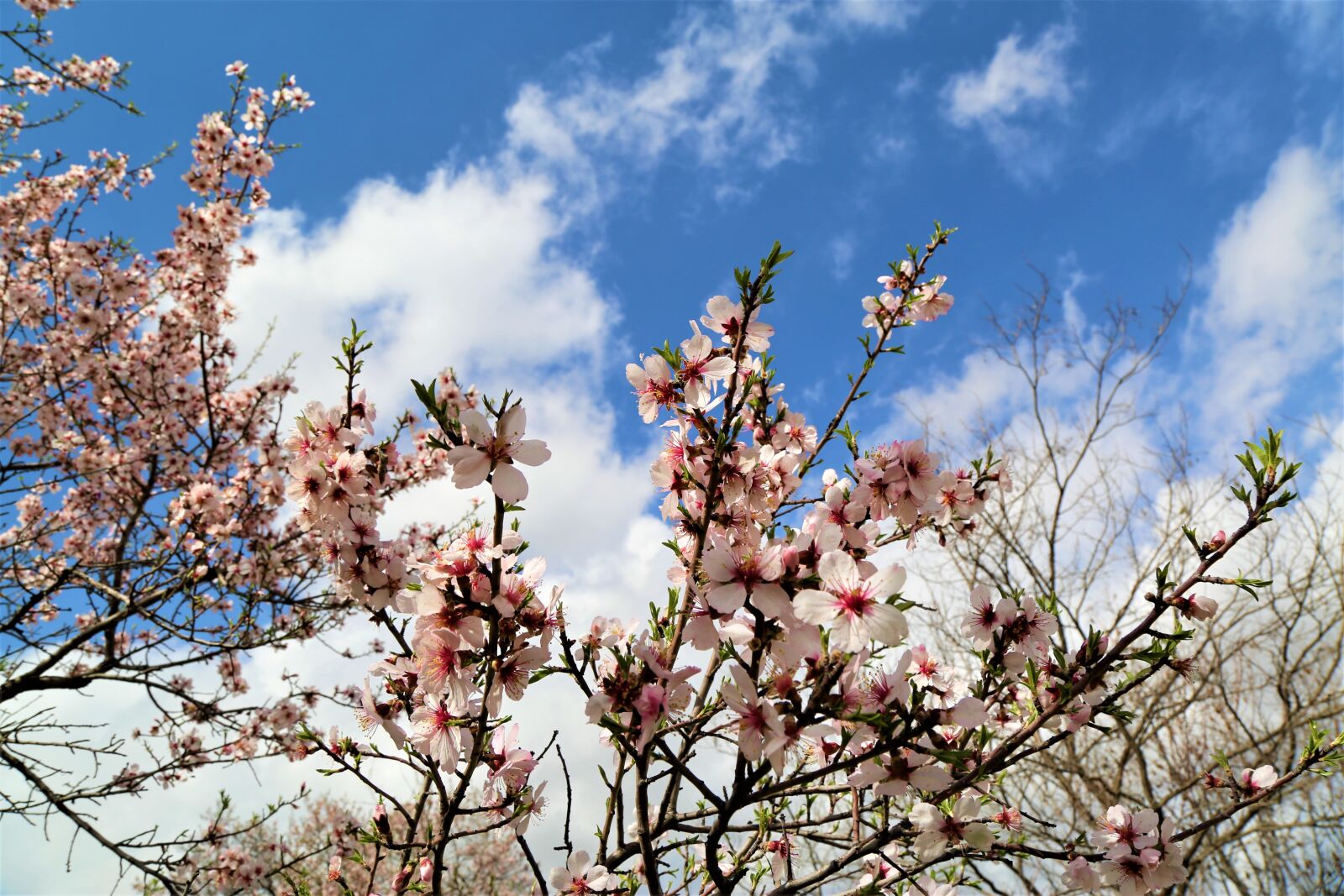 Canon EF 24-105mm F4L IS USM sample photo. Tree, flower, nature photography