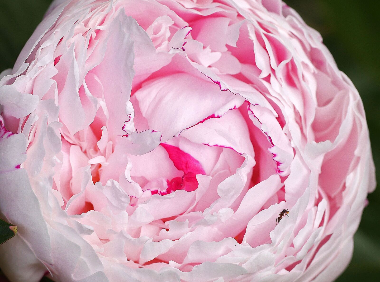 Panasonic Lumix DMC-GH3 sample photo. Peony, ant, lush photography