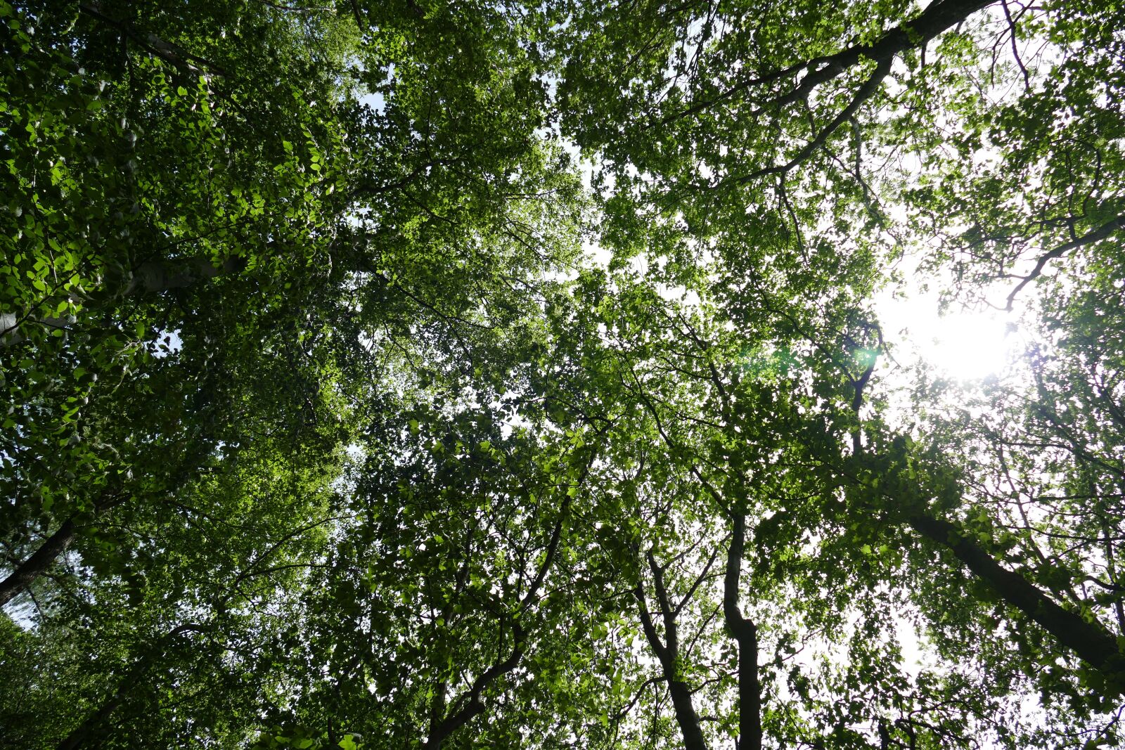 Panasonic Lumix DMC-FZ1000 sample photo. Forest, nature, sky photography