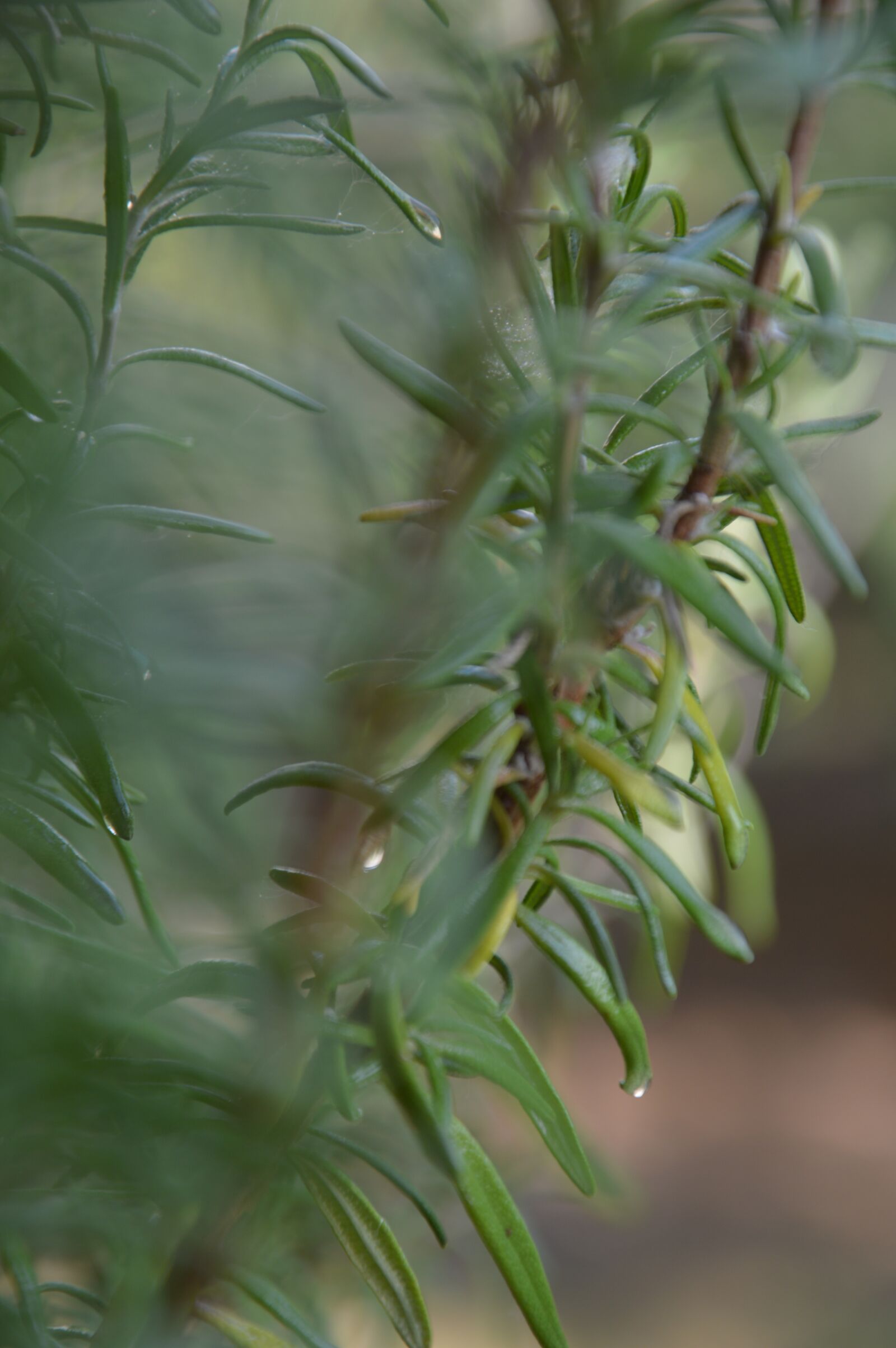 Nikon D3200 sample photo. Rosemary, drops, bush photography