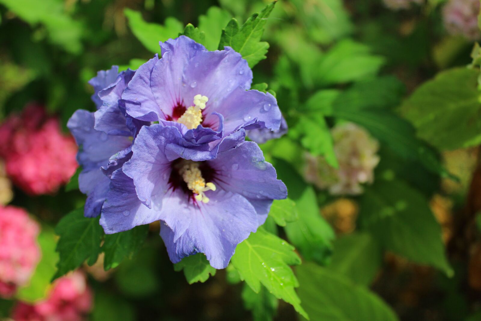 Canon EOS 600D (Rebel EOS T3i / EOS Kiss X5) sample photo. Flowers, hibiscus, nature photography