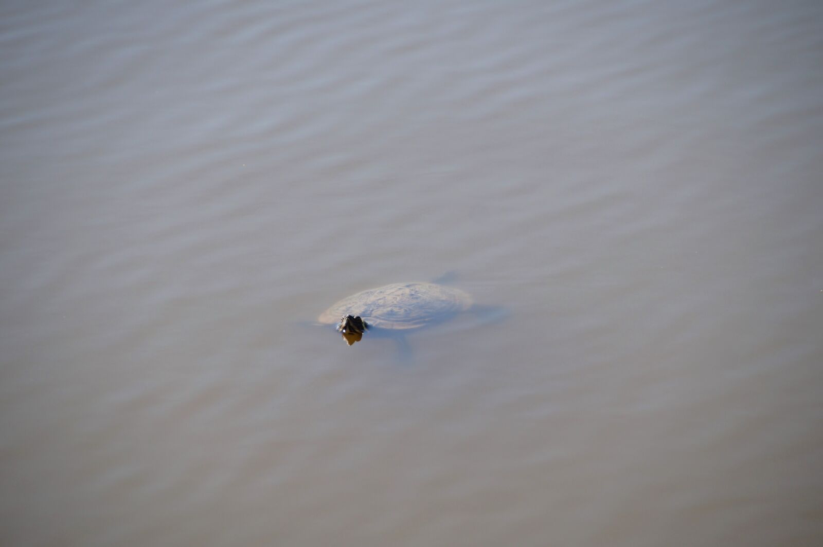 Sony SLT-A58 sample photo. Turtle, gorgeous, wild photography