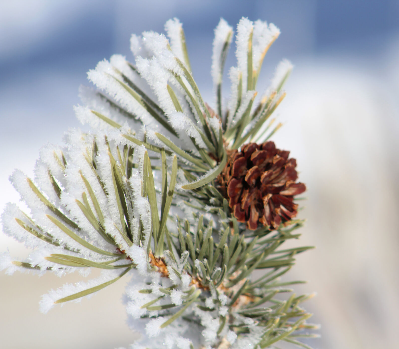 Canon EF 75-300mm f/4-5.6 sample photo. Pinecone, in, winter photography