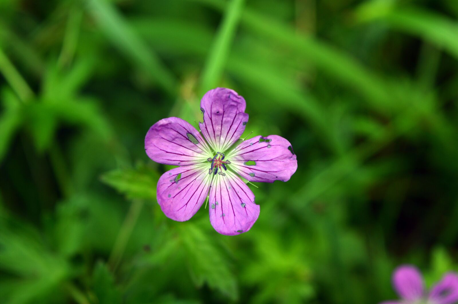 Nikon D3200 sample photo. Flower, violet, purple photography