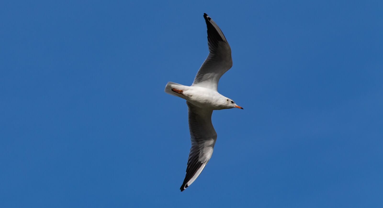 Canon EF 70-200mm F4L USM sample photo. Seagull in sky, european photography