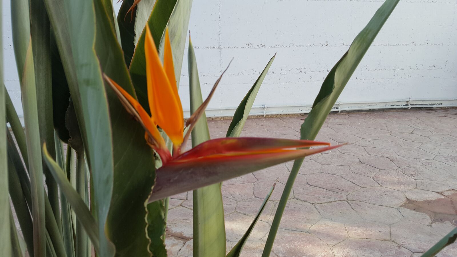 Samsung GALAXY S6 edge sample photo. Flower, cyprus, nature photography