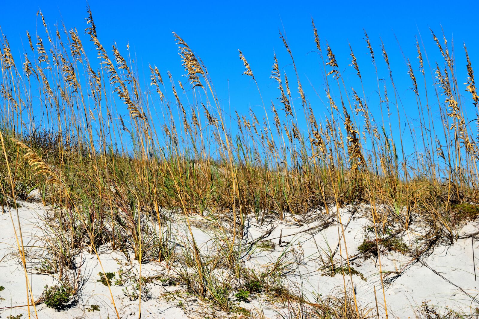 Nikon D3300 sample photo. Sea oats, ocean, sand photography