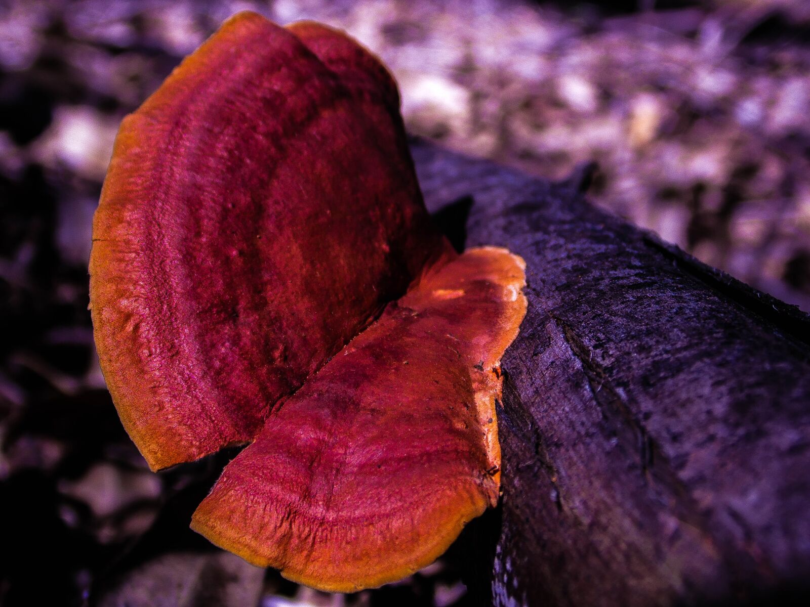 Samsung WB100/  WB101 sample photo. Trunk, fungus, ear nerve photography