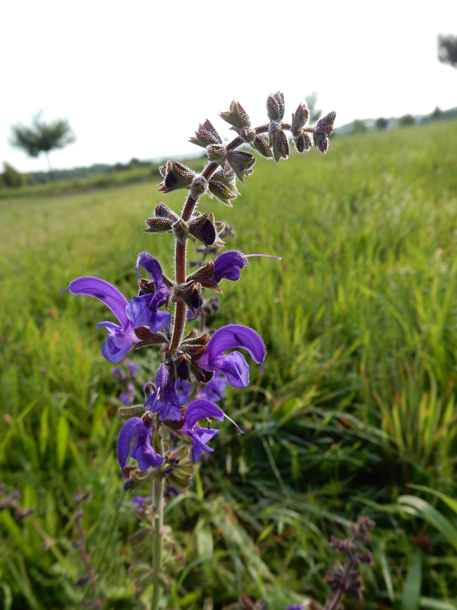 Nikon Coolpix S9900 sample photo. Flower, blue, summer photography