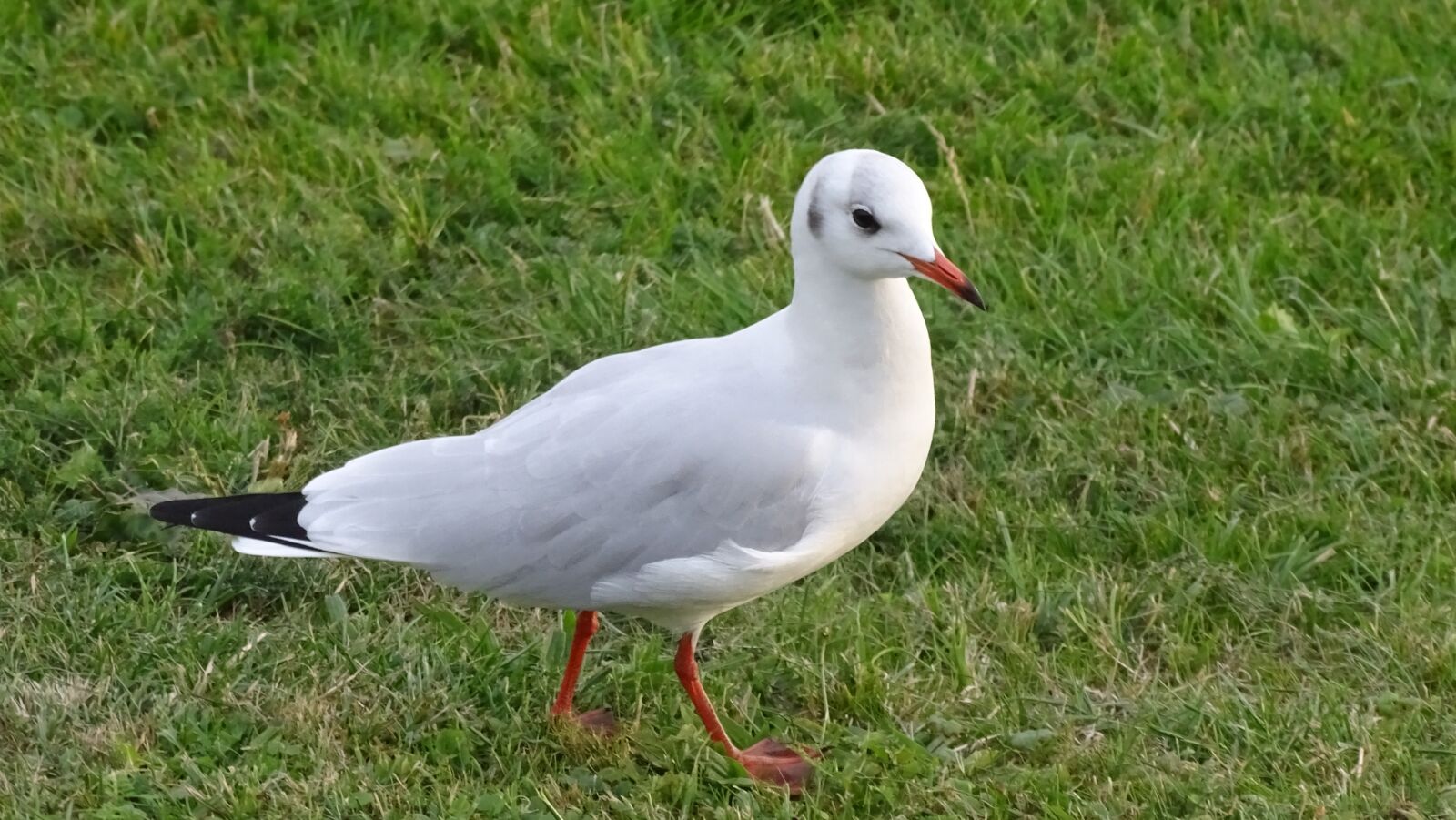 Sony Cyber-shot DSC-HX400V sample photo. Seagull, north sea, wilhelmshaven photography