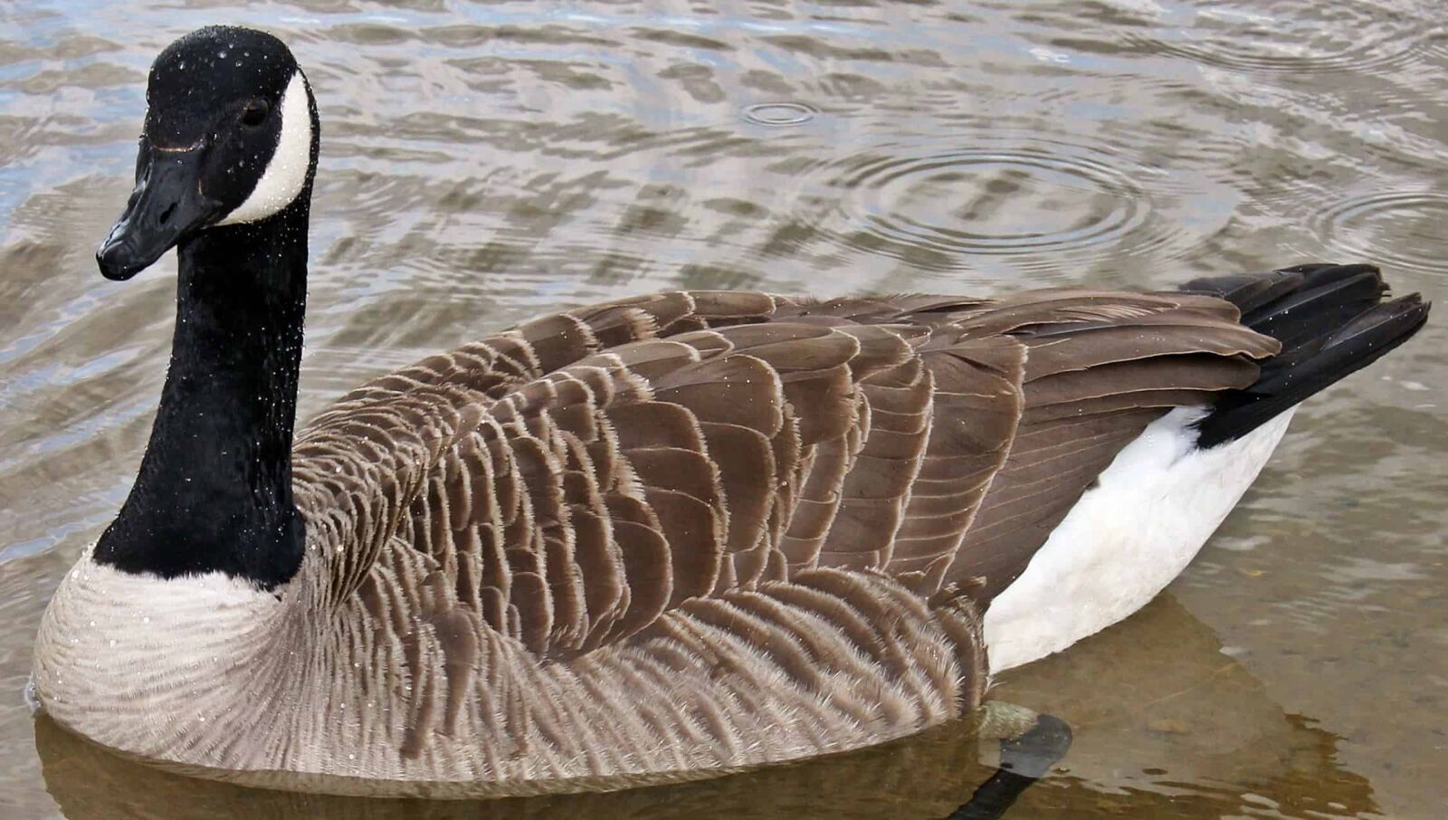 Canon EOS 550D (EOS Rebel T2i / EOS Kiss X4) sample photo. Canadian goose, waterfowl, nature photography