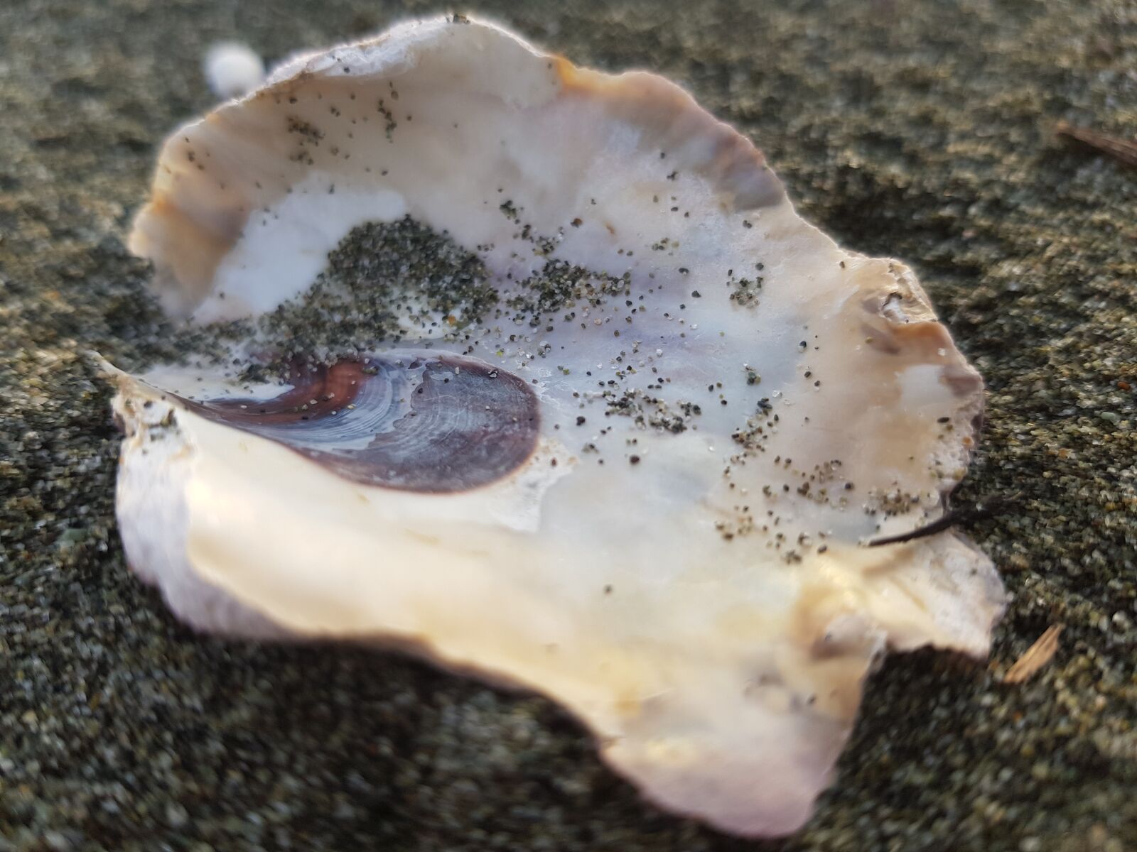 Samsung Galaxy S8 sample photo. Oyster, shell, sea photography