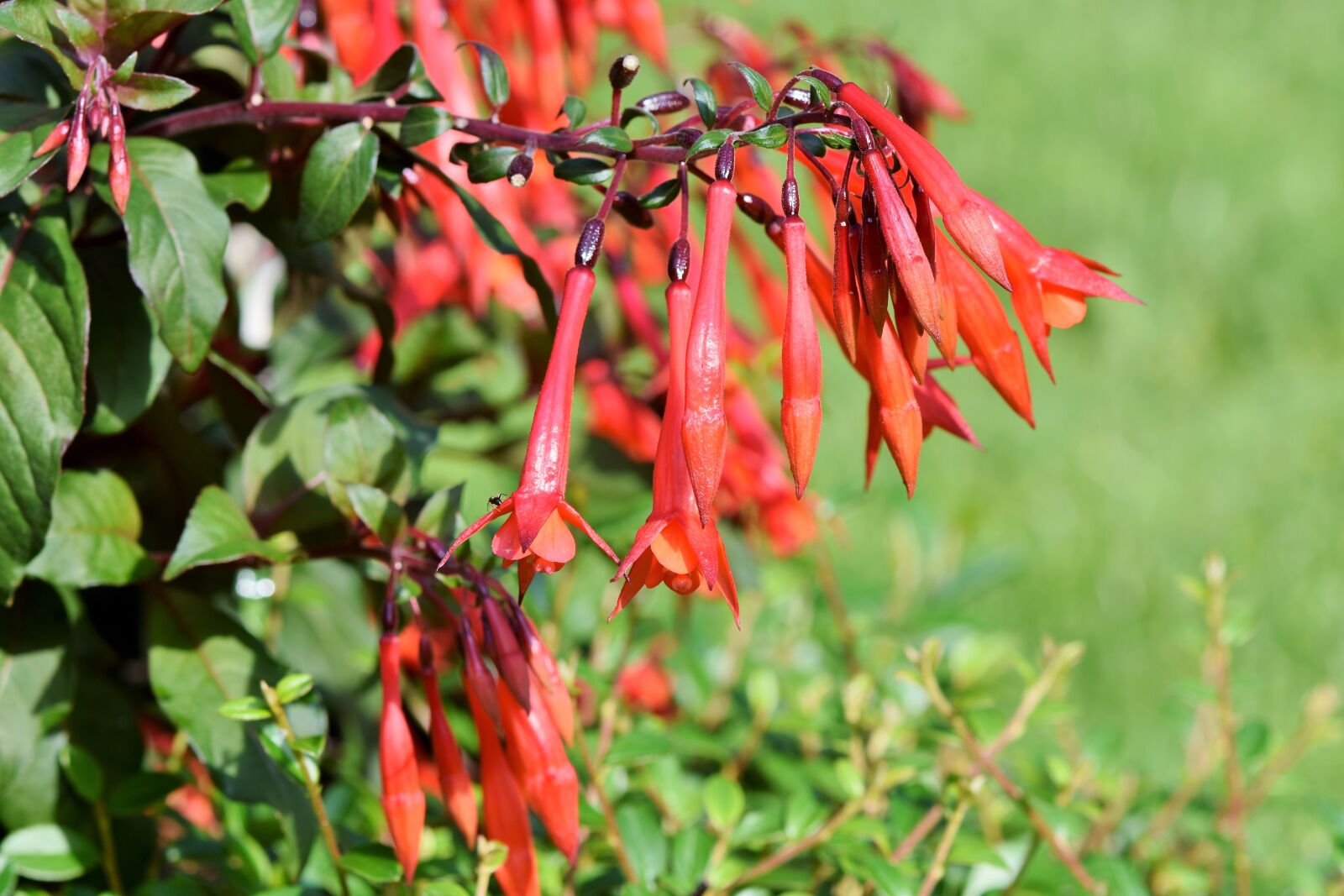 Nikon D7200 sample photo. Fuchsia, crocosmia, schwertliliengewaechs photography