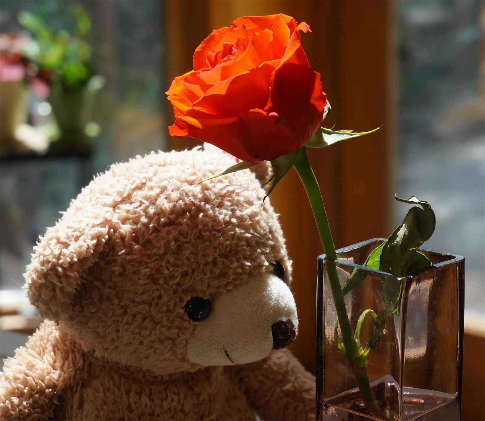 Sony Alpha NEX-5T sample photo. Old teddy bear with photography