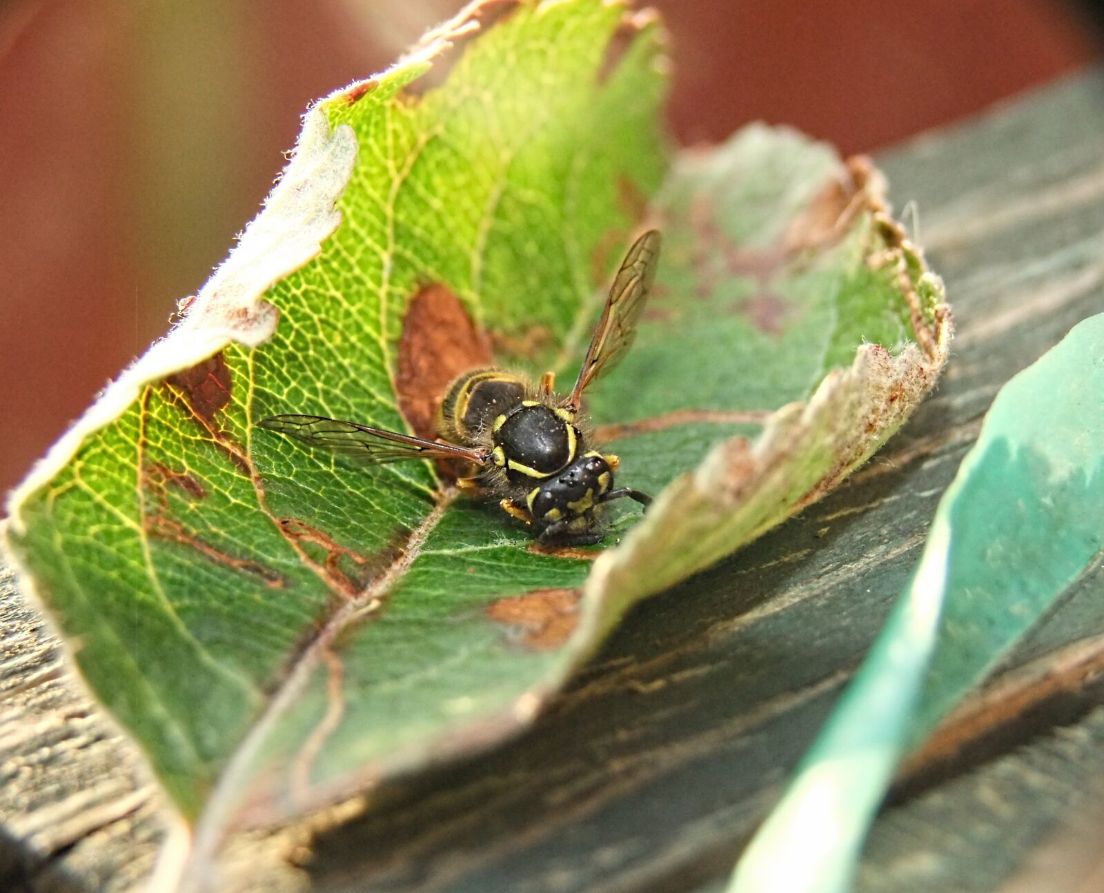 FujiFilm FinePix S200EXR (FinePix S205EXR) sample photo. Wasp, nature, sting photography