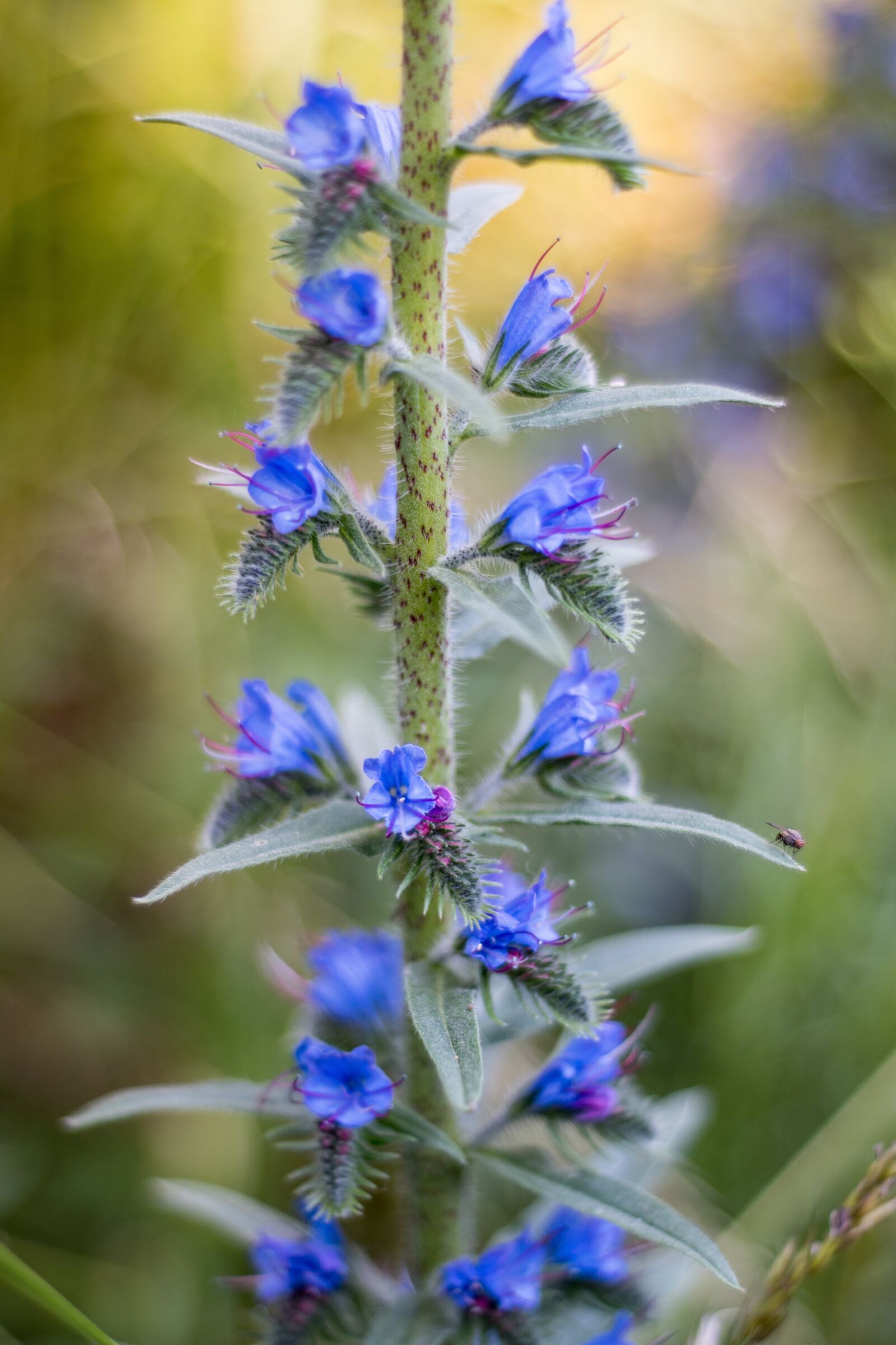 Nikon D5500 sample photo. żmijowiec usual, flower, summer photography