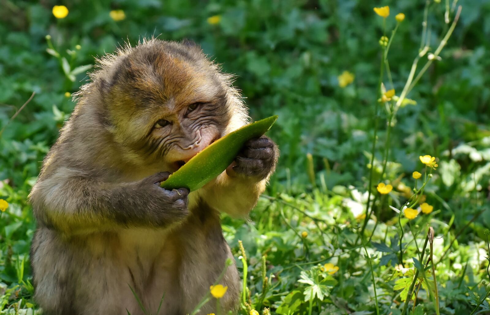 Nikon D7200 sample photo. Barbary ape, endangered species photography