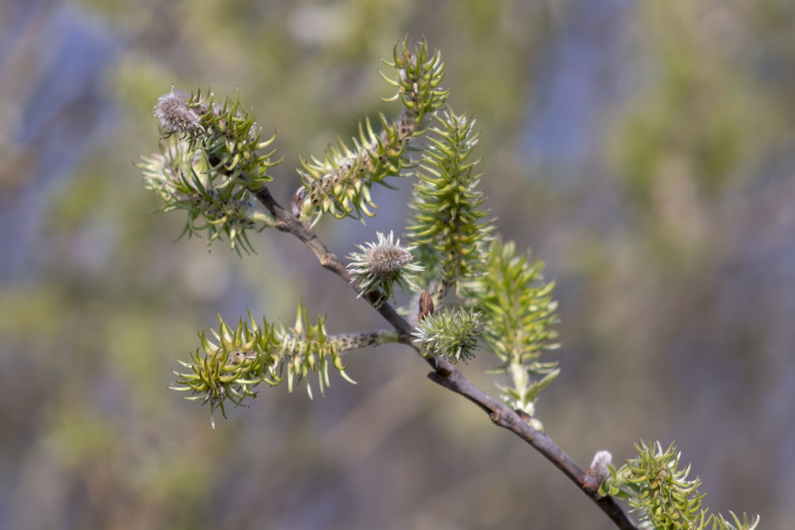Canon EF75-300mm f/4-5.6 sample photo. Barka, willow, branch photography