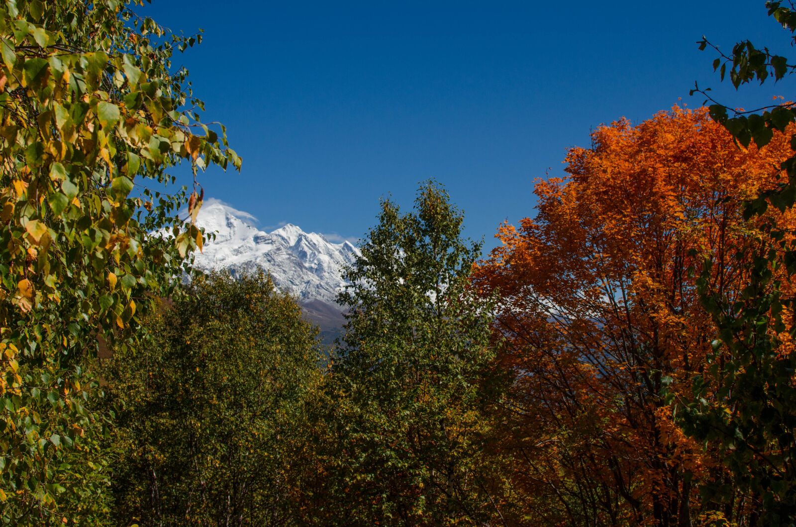 Nikon D5100 sample photo. Forest, autumn, mountains photography