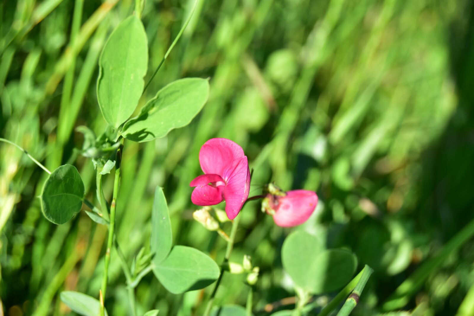 Nikon D5600 sample photo. Red flower, flower, plant photography