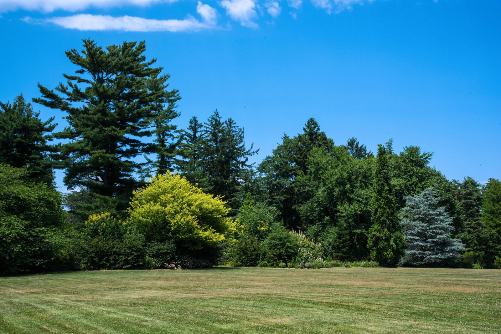 Nikon D750 sample photo. Trees, field, arboretum photography