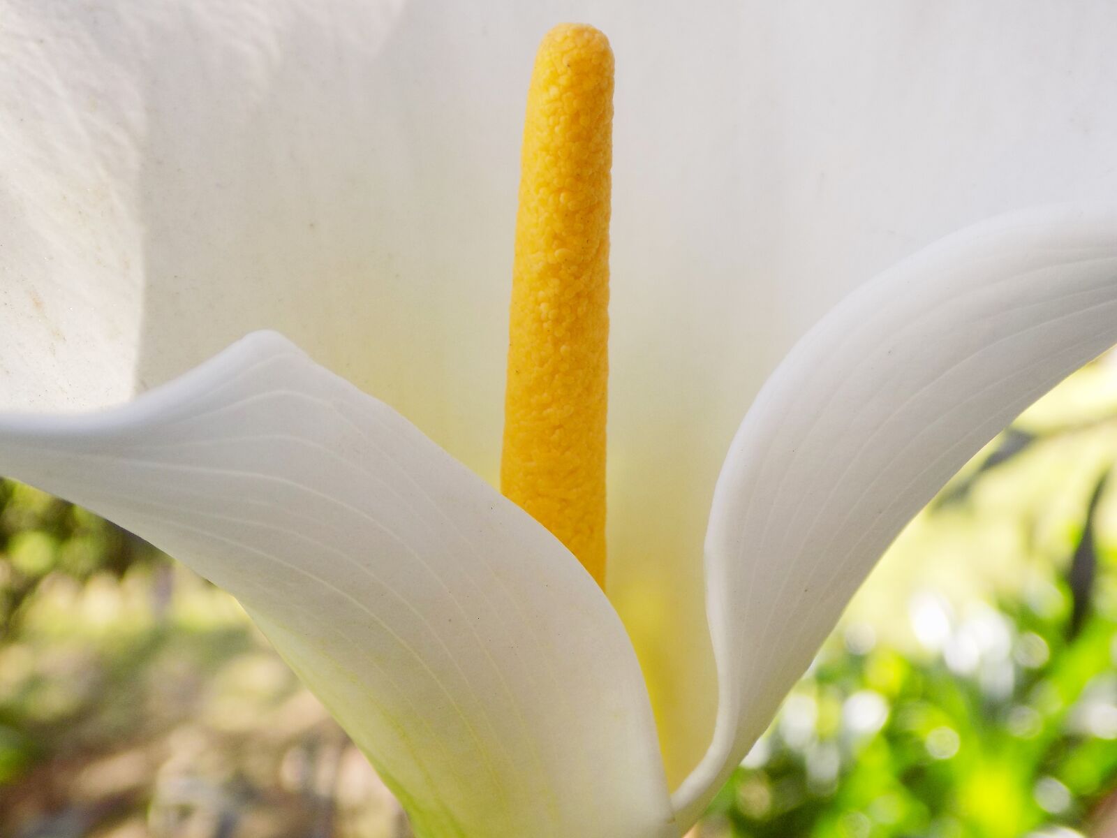 Nikon COOLPIX L340 sample photo. Lilly, flower, white flower photography