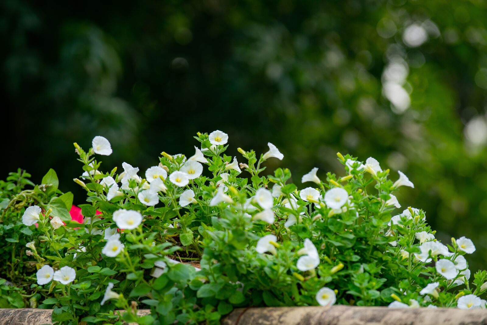 Nikon D810 sample photo. Flower, nest workshop, tree photography