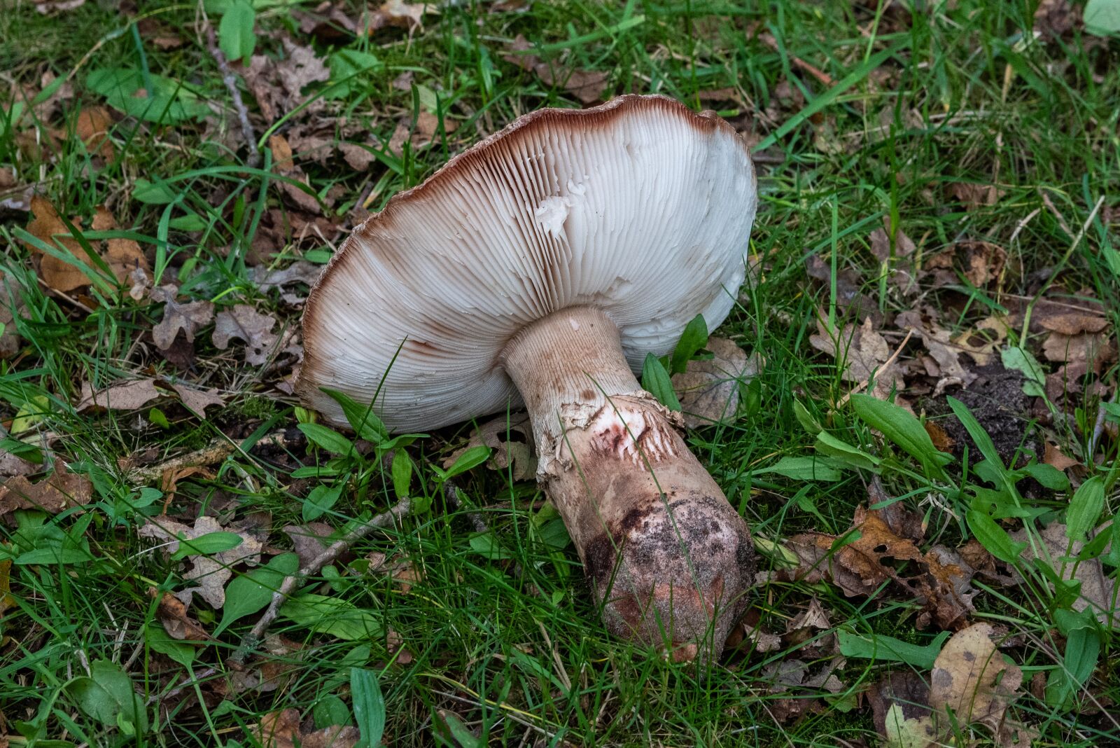 Nikon D750 sample photo. Mushroom, nature, autumn photography