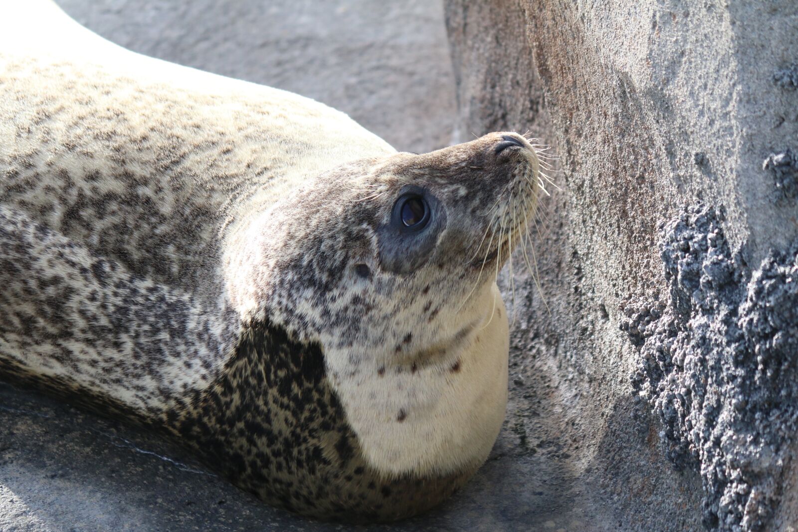 Canon EOS 70D + Canon EF-S 55-250mm F4-5.6 IS II sample photo. Seal, animal, rocks photography