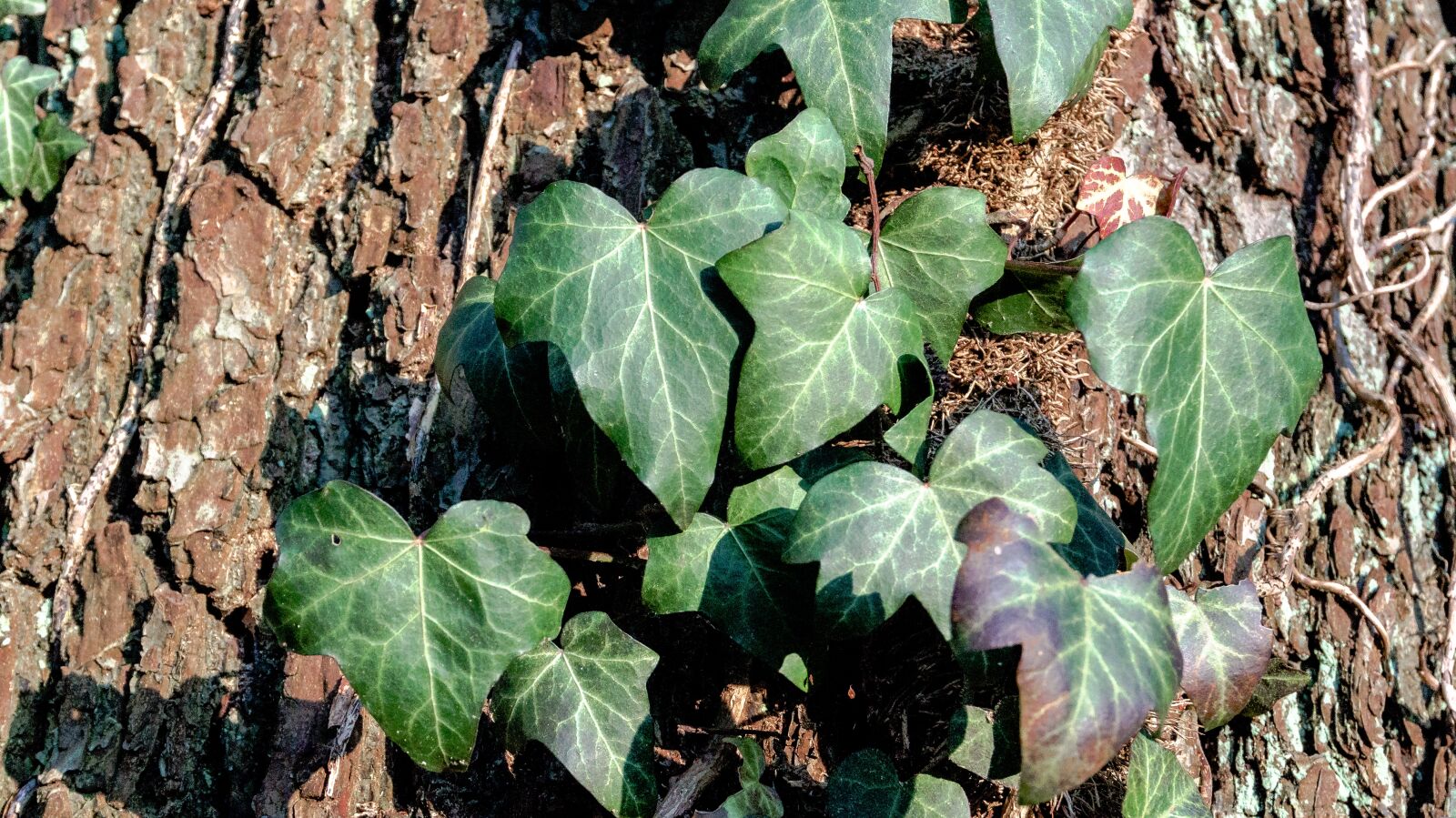 Sony Alpha a5000 (ILCE 5000) sample photo. Leaf, plant, nature photography
