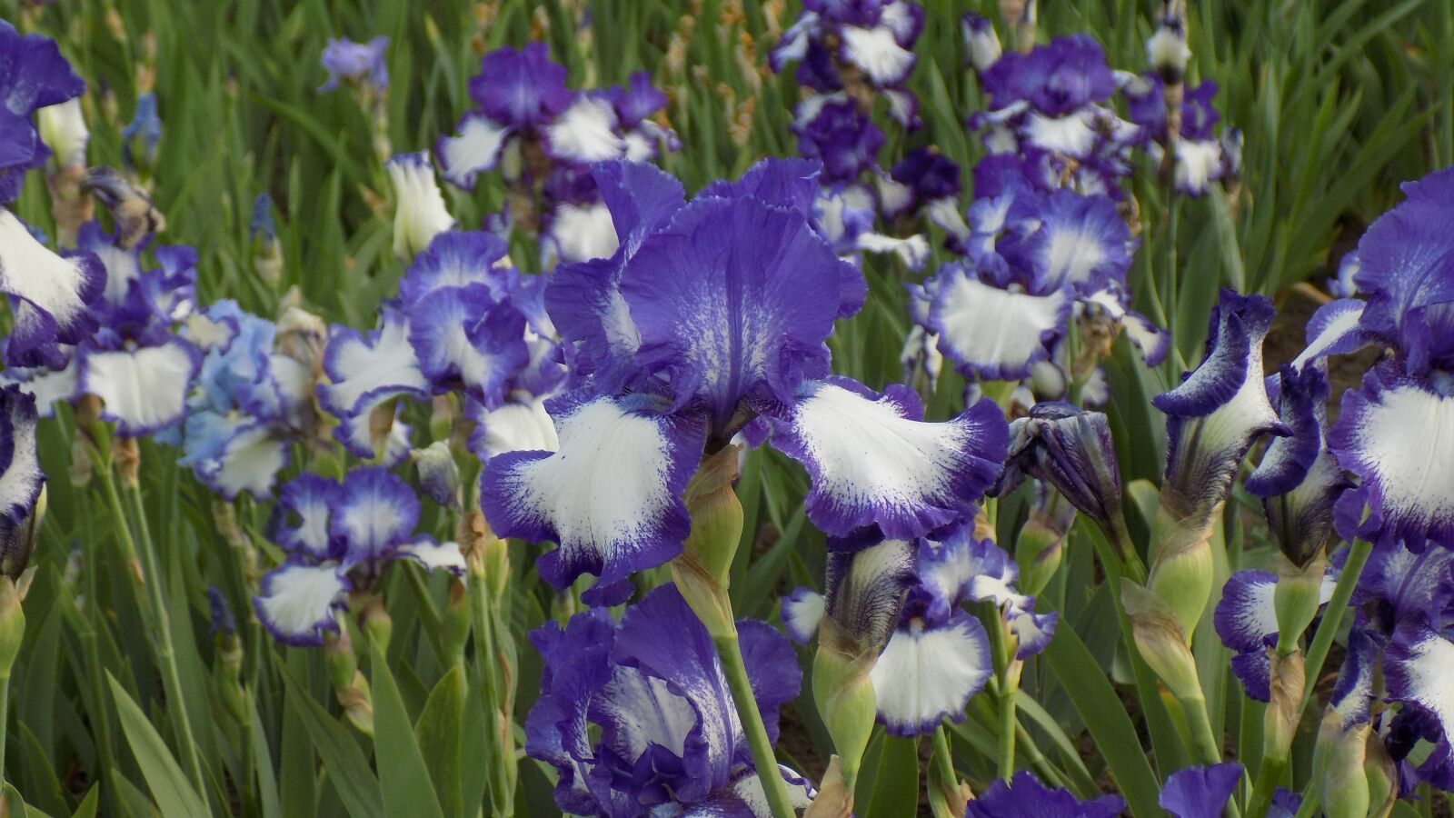 Nikon COOLPIX L330 sample photo. Irises, flowers, bloom photography