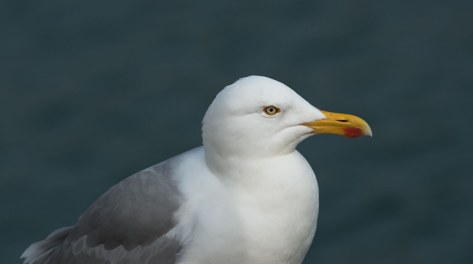 Nikon D800 sample photo. Herring gull, gulls, larus photography