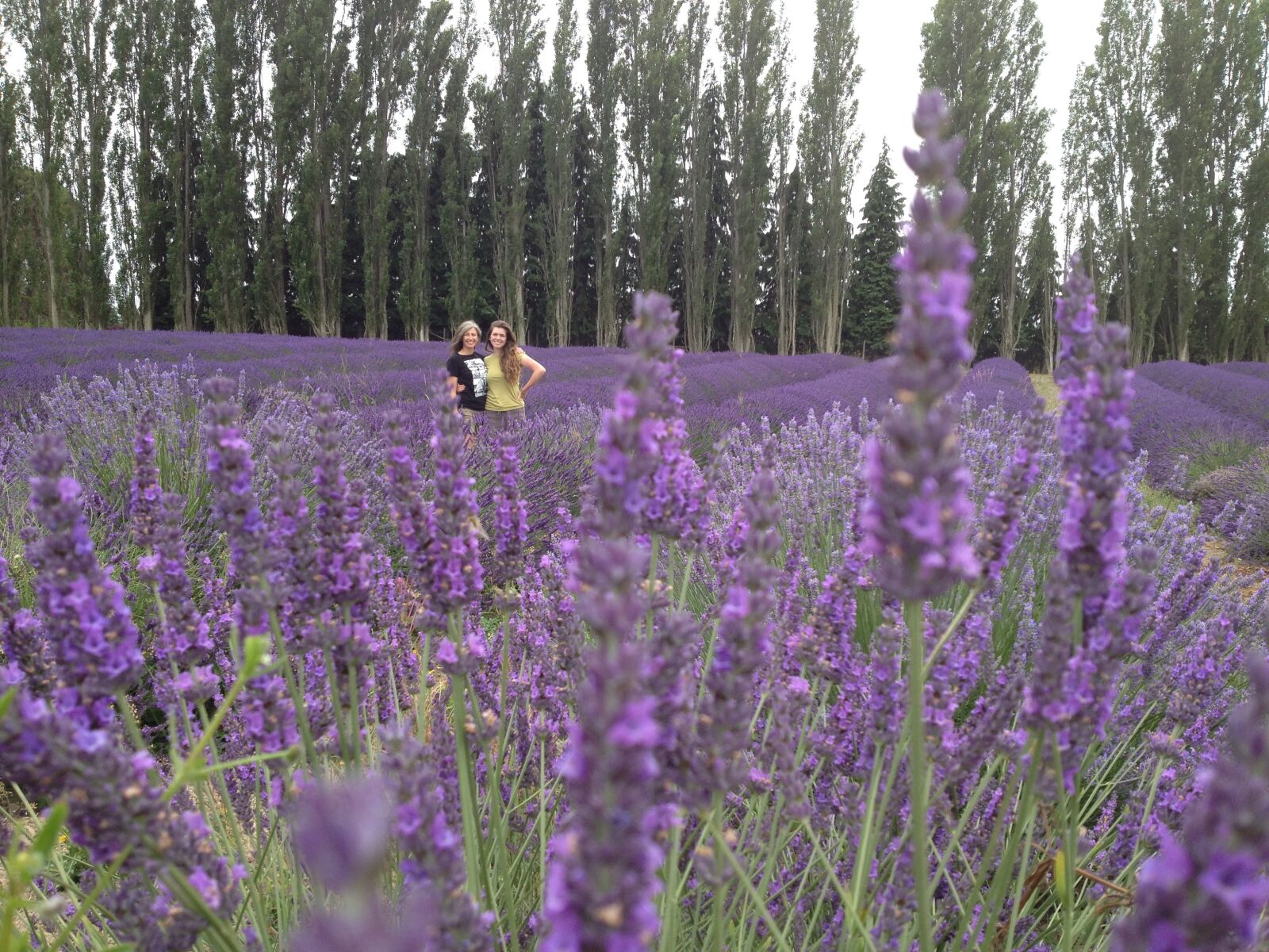 iPhone 4S back camera 4.28mm f/2.4 sample photo. Lavender, friends, flower photography