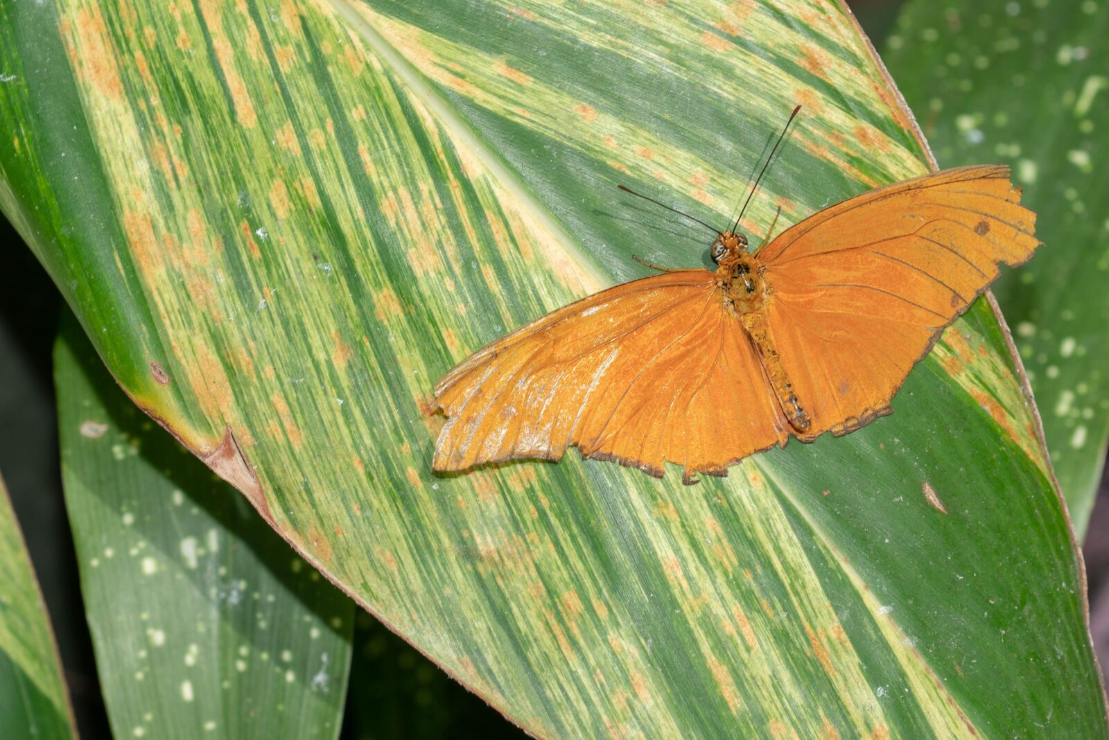 Sony FE 70-200mm F2.8 GM OSS sample photo. Butterfly, fly, conservatory photography