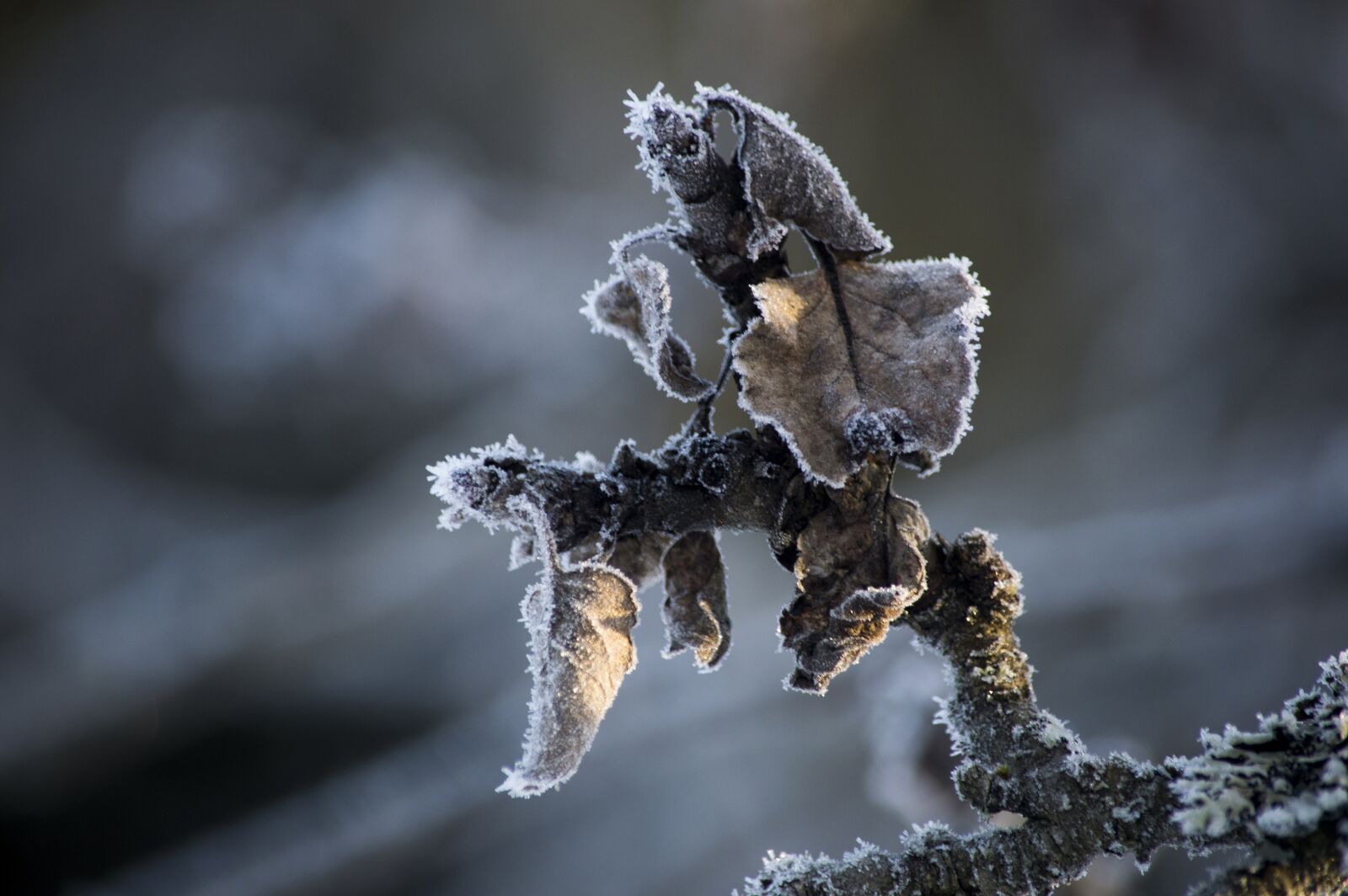 Nikon D3200 sample photo. Frost, winter, apple tree photography