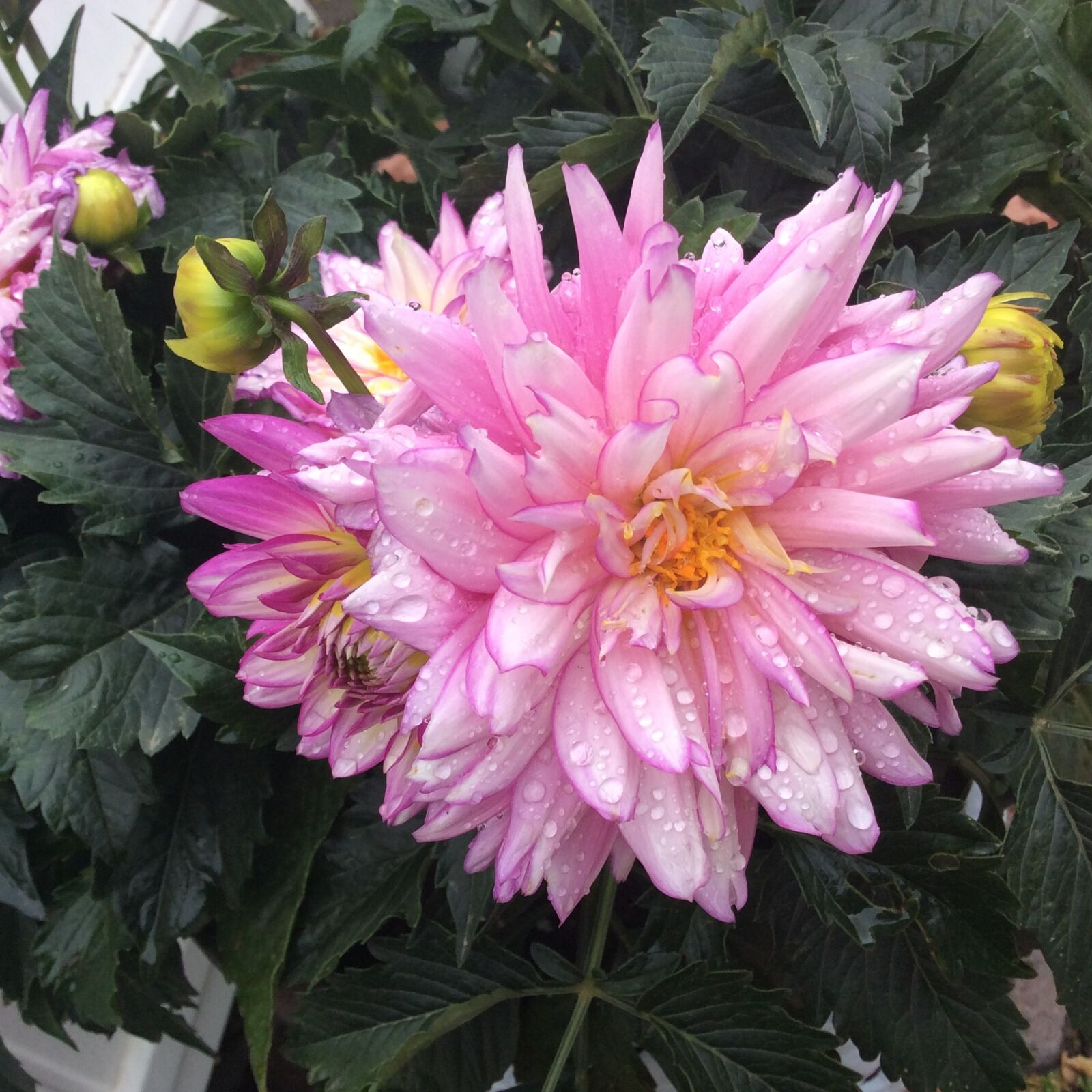 iPad mini 2 back camera 3.3mm f/2.4 sample photo. Pink, flower, petal photography