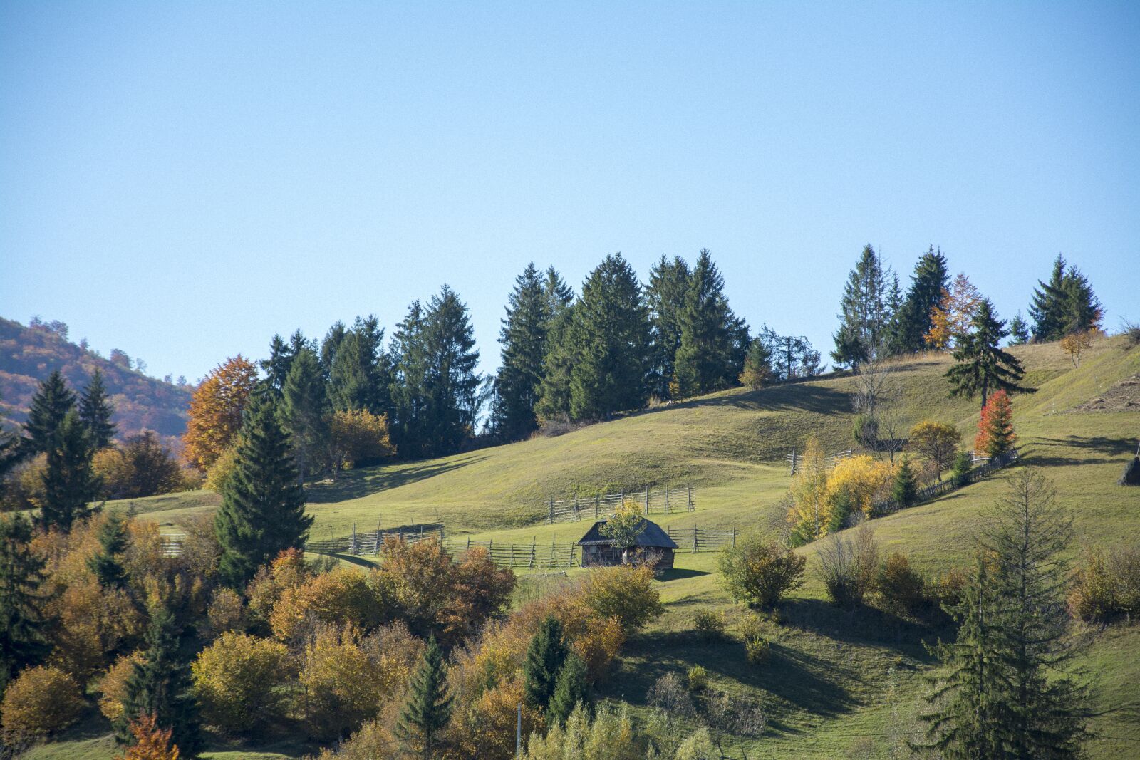 Nikon D7100 sample photo. Nature, green, forest photography