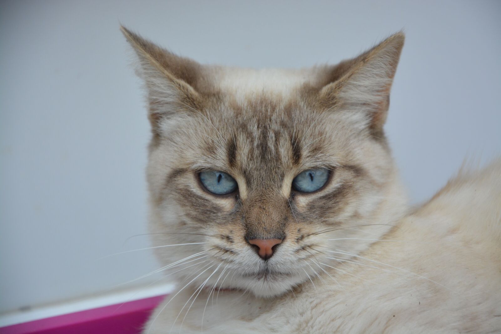 Nikon D5200 sample photo. Cat, pussy, female photography
