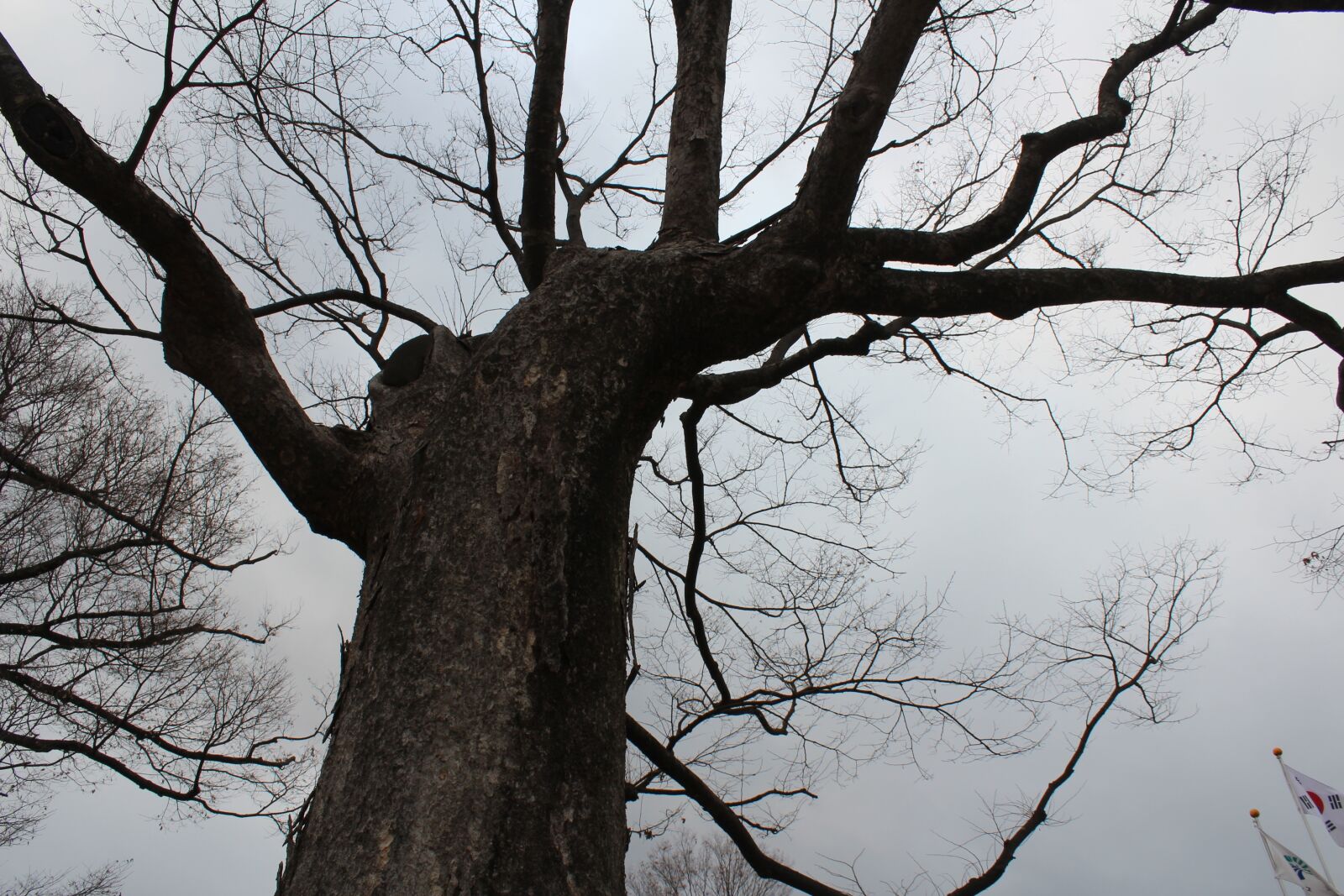 Canon EOS 600D (Rebel EOS T3i / EOS Kiss X5) sample photo. Dead tree wood, wood photography