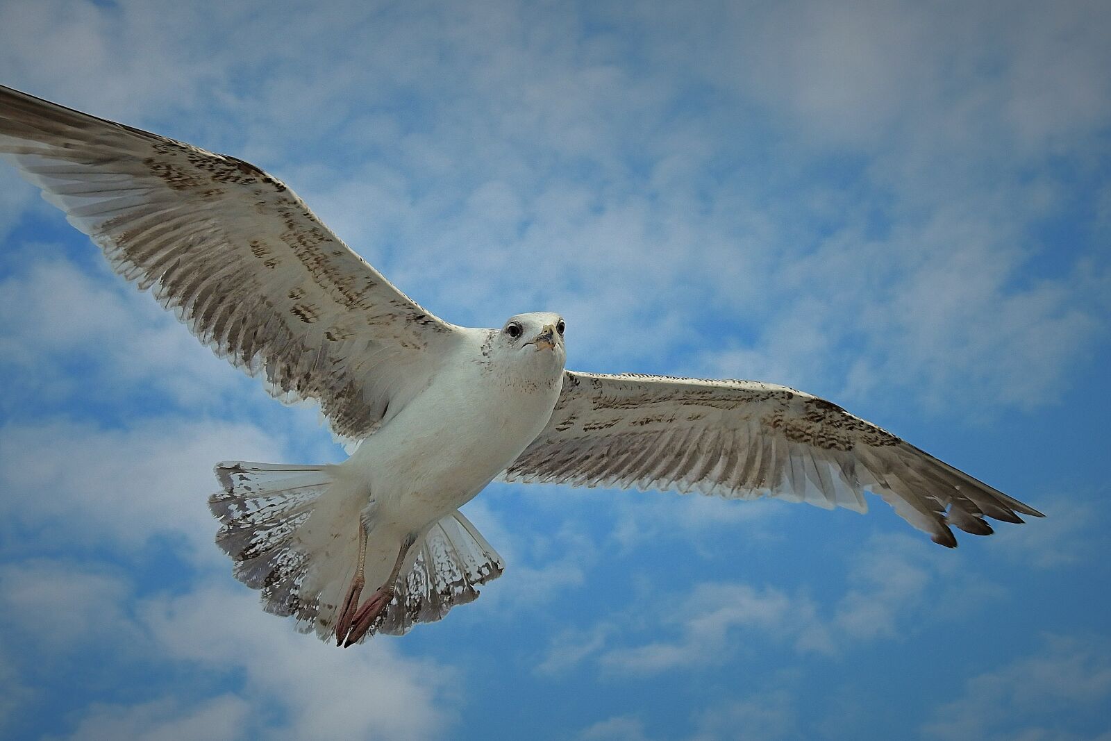 Nikon Coolpix P900 sample photo. Flight, common tern, birds photography