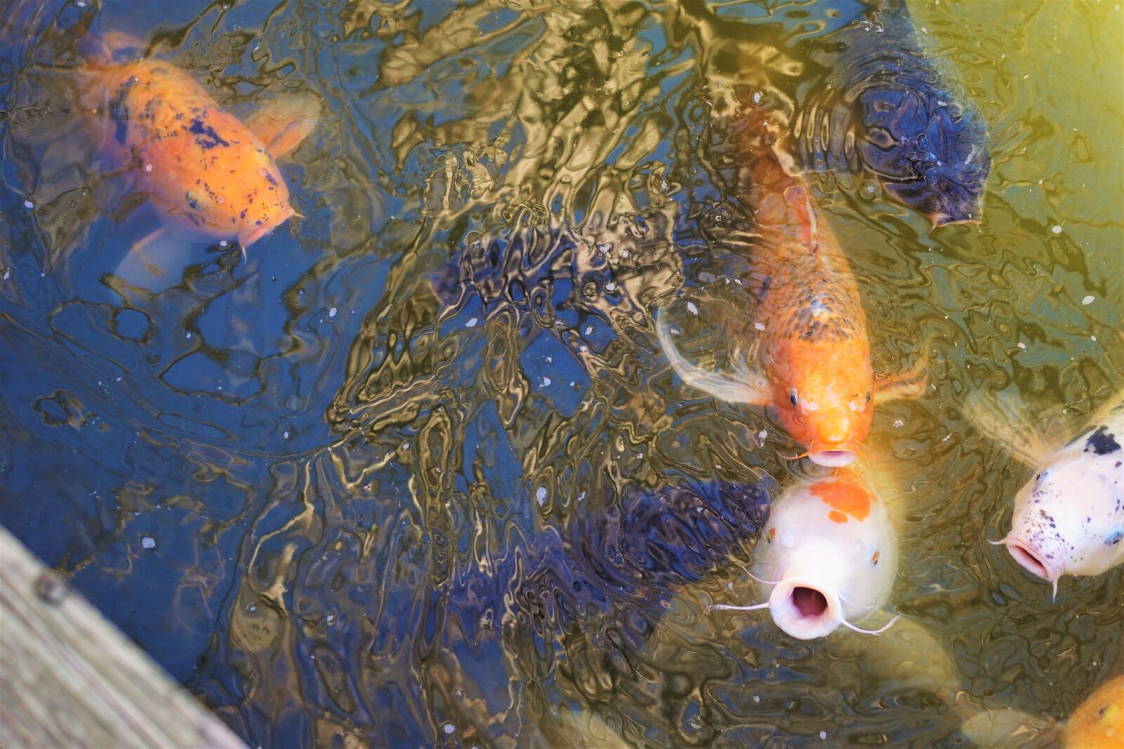 Sony a6000 sample photo. Fish, feeding, japanese, garden photography