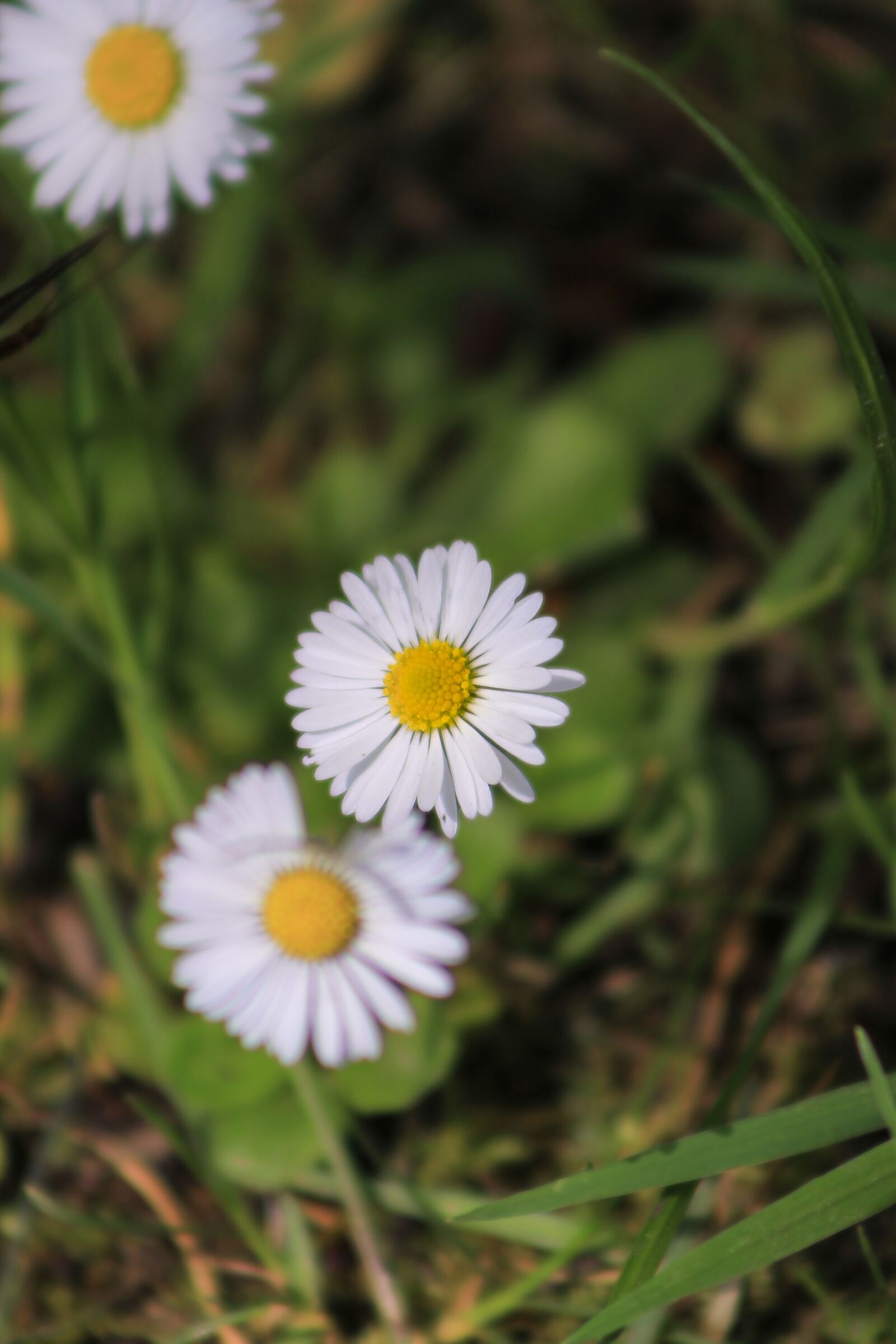 Canon EF75-300mm f/4-5.6 sample photo. Flower, spring, earth photography