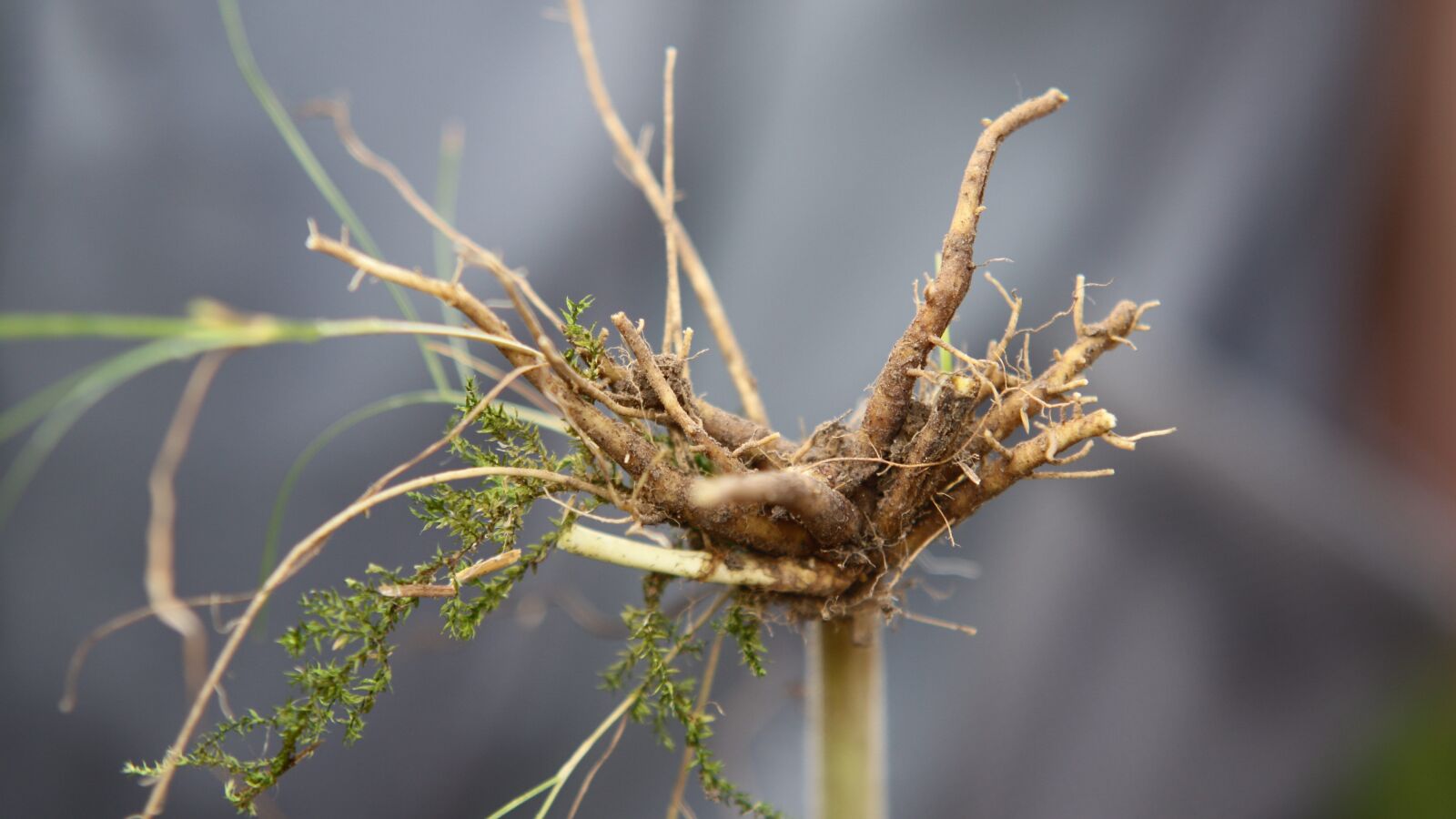 Canon EOS 50D sample photo. Valeriana officinalis root, valerian photography